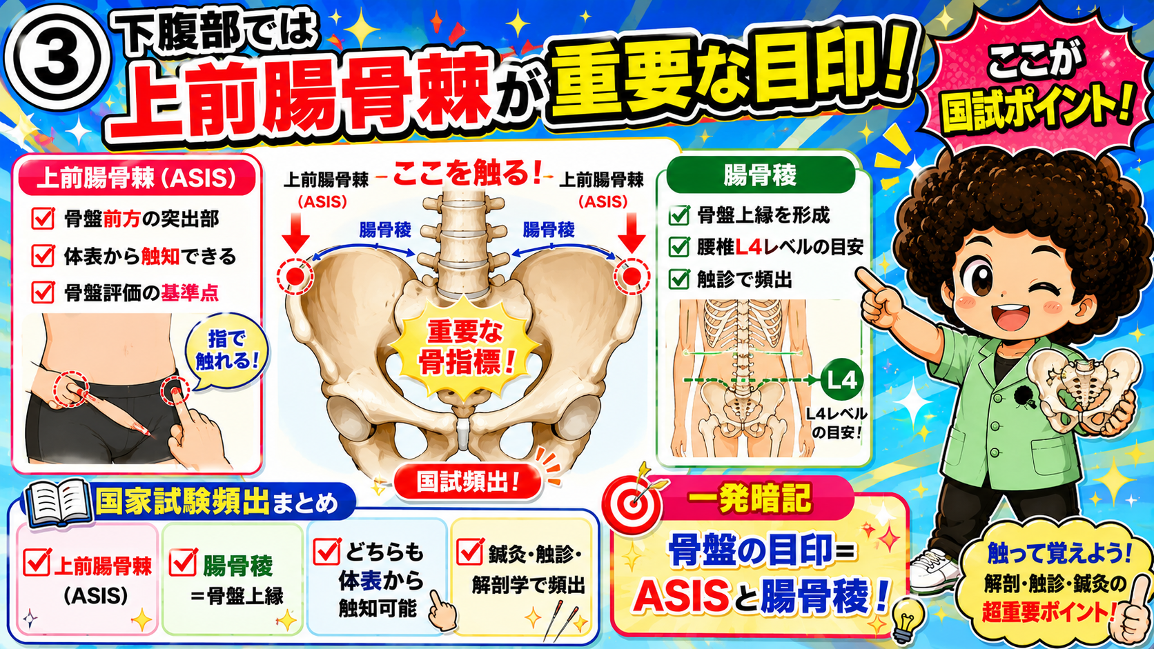 上前腸骨棘（ASIS）と腸骨稜の位置、L4レベルとの関係