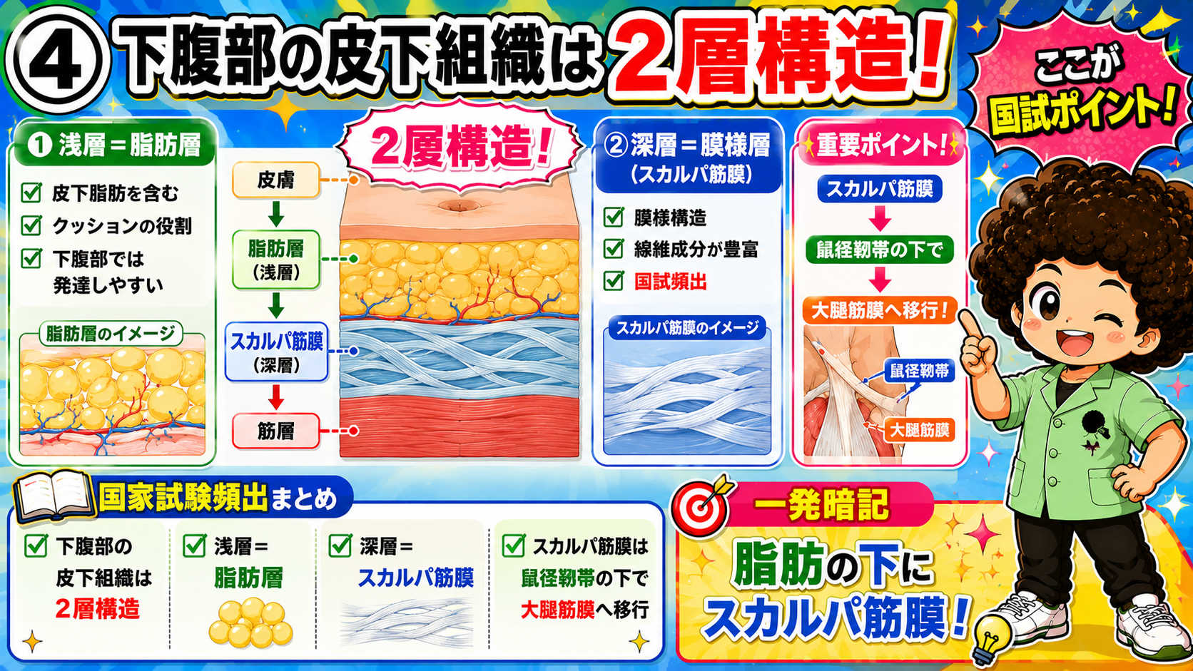 下腹部皮下組織の2層構造（脂肪層とスカルパ筋膜）