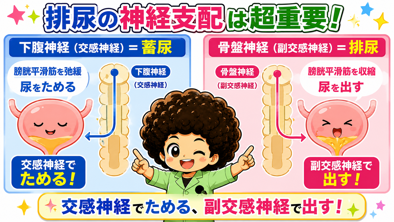 下腹神経（交感神経）＝蓄尿、骨盤神経（副交感神経）＝排尿