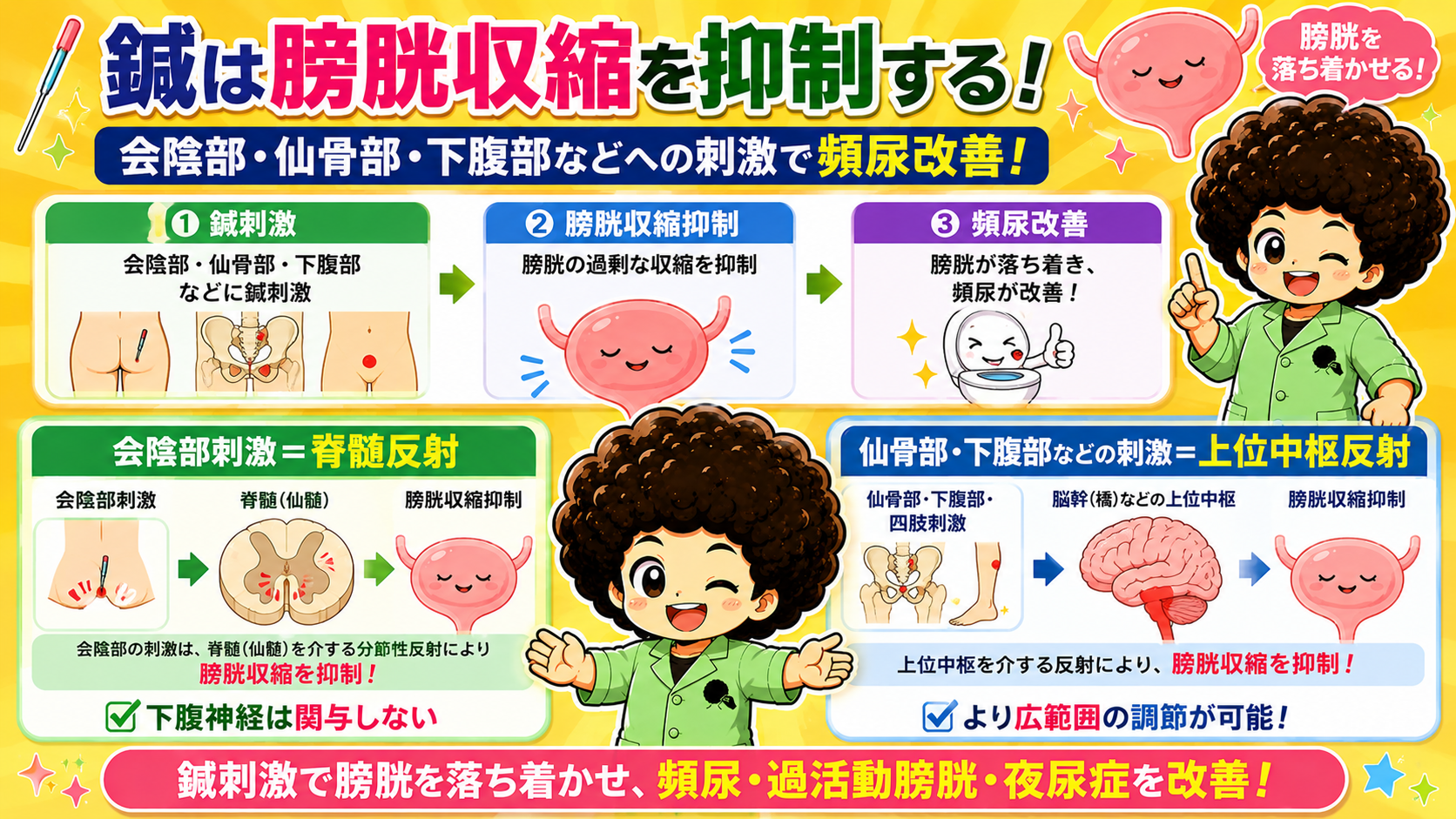 鍼刺激→膀胱収縮抑制→頻尿改善という3段階の流れ