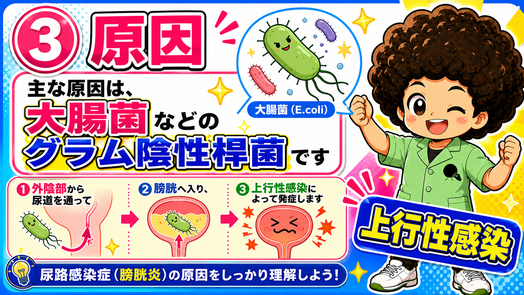 主な原因は大腸菌などのグラム陰性桿菌。外陰部→尿道→膀胱という経路をたどる上行性感染によって発症する