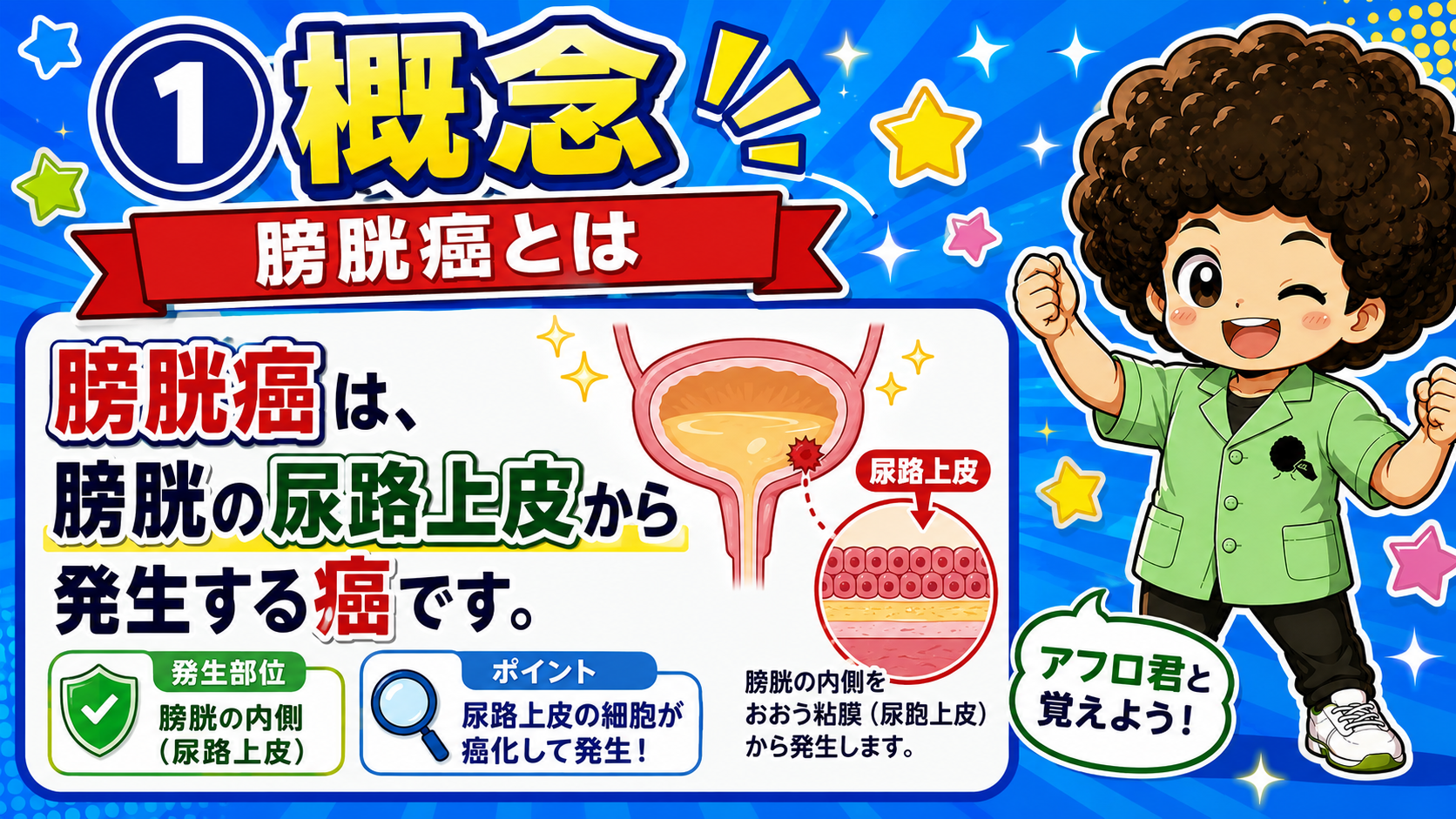 膀胱癌は膀胱内側の尿路上皮から発生する