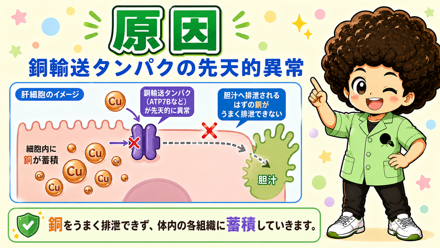 原因：銅輸送タンパク（ATP7B）の先天的異常で、銅を胆汁へ排泄できず蓄積する