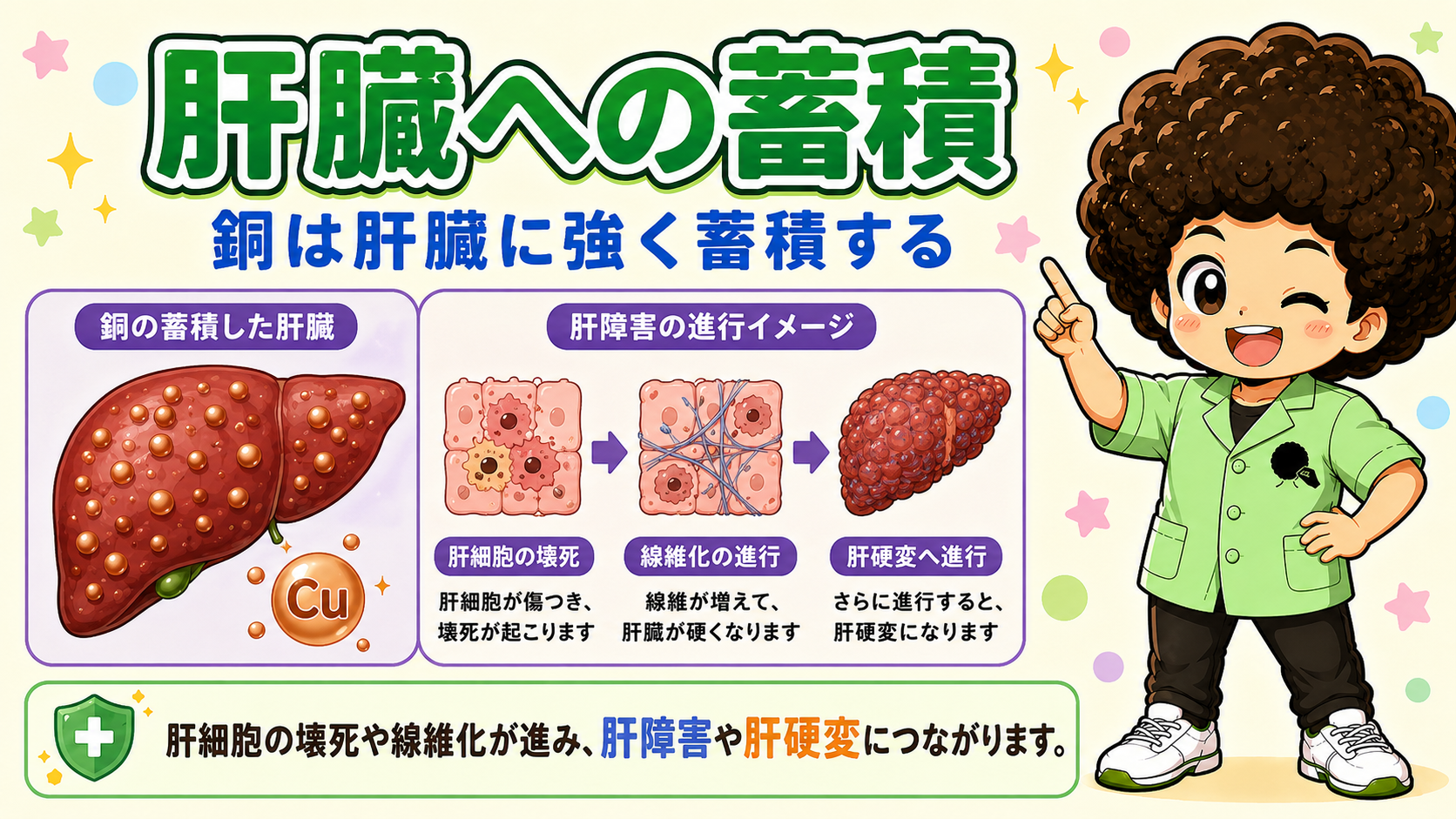 銅が蓄積した肝臓では、肝細胞の壊死→線維化→肝硬変へと進行する