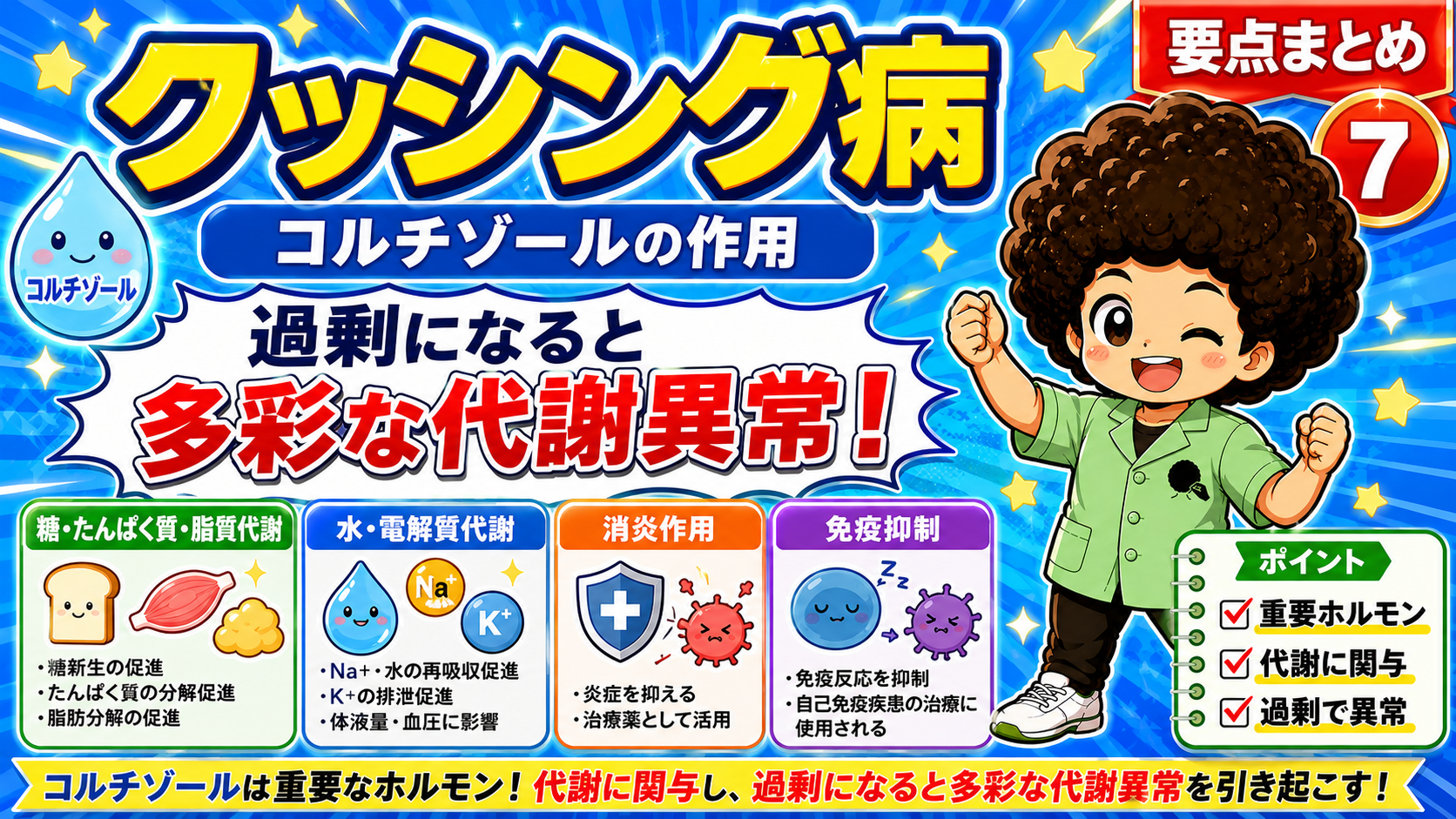 コルチゾールの作用：代謝・水電解質・消炎・免疫抑制