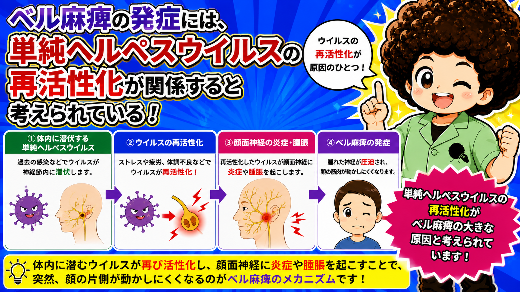体内に潜伏した単純ヘルペスウイルスの再活性化がベル麻痺の大きな原因