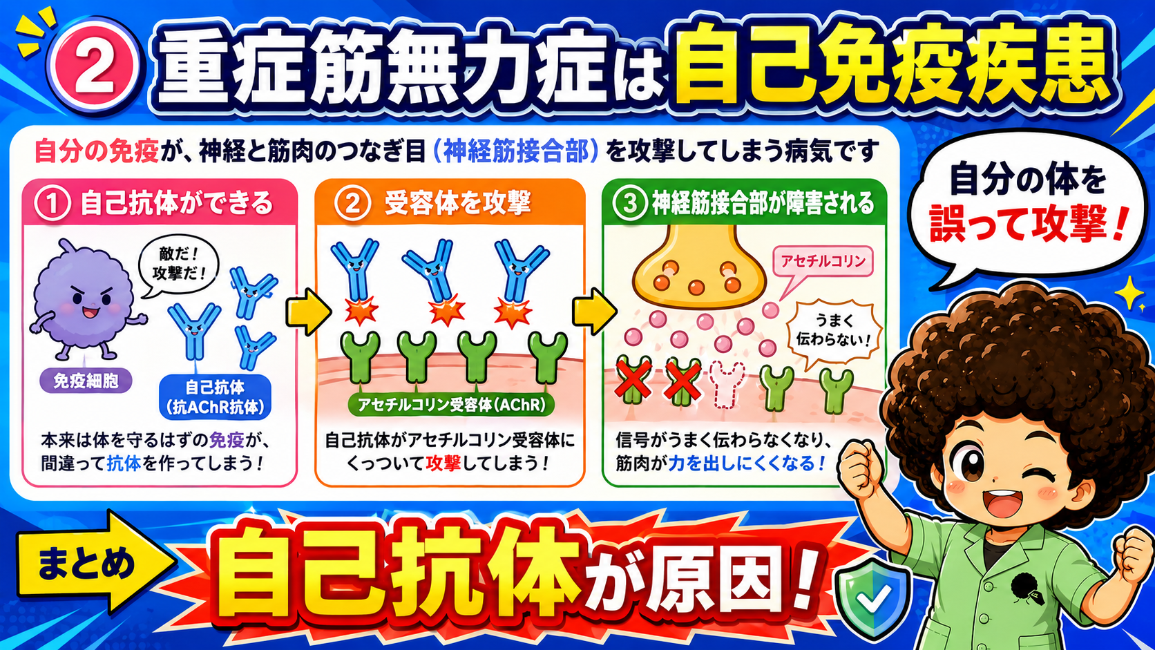 自己抗体がアセチルコリン受容体を攻撃する自己免疫疾患