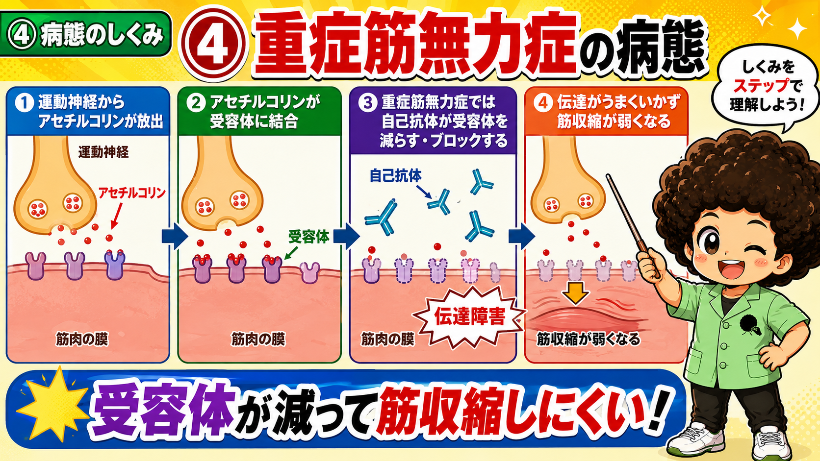 運動神経からアセチルコリンが放出→受容体に結合。MGでは自己抗体が受容体を減らし・ブロックして伝達障害が起こり、筋収縮が弱くなる