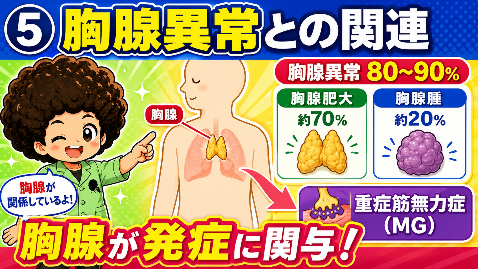 胸腺異常を80〜90％に合併（胸腺過形成 約70％・胸腺腫 約20％）。胸腺が発症に関与する