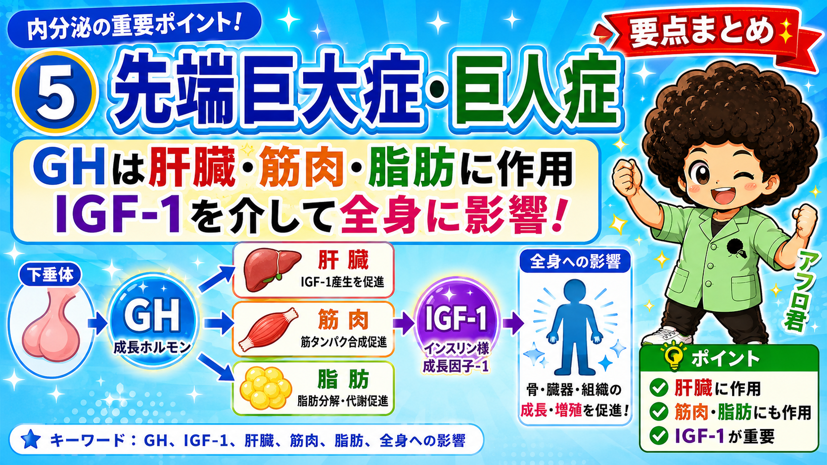 GHは肝臓・筋肉・脂肪に作用し、IGF-1を介して全身に影響する