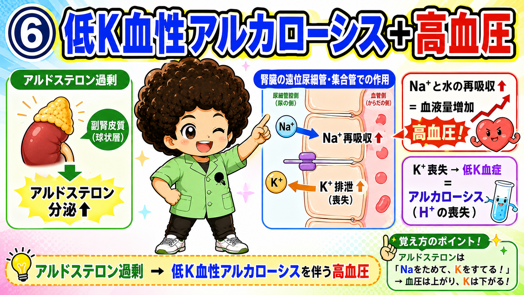 アルドステロン過剰→Na・水の再吸収↑で高血圧、K喪失で低K血性アルカローシス