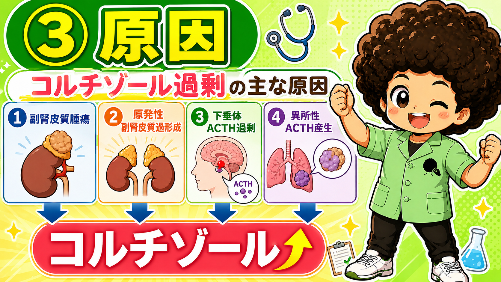 コルチゾール過剰の主な原因は副腎腫瘍・副腎過形成・下垂体ACTH過剰・異所性ACTH産生