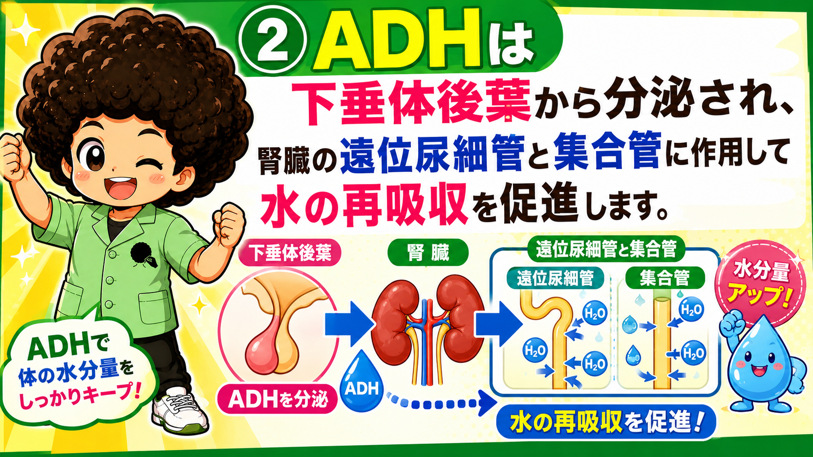ADHは下垂体後葉から分泌され、腎臓の遠位尿細管・集合管で水の再吸収を促進する