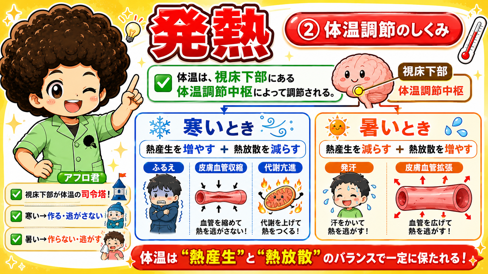 視床下部の体温調節中枢と、寒いとき／暑いときの反応