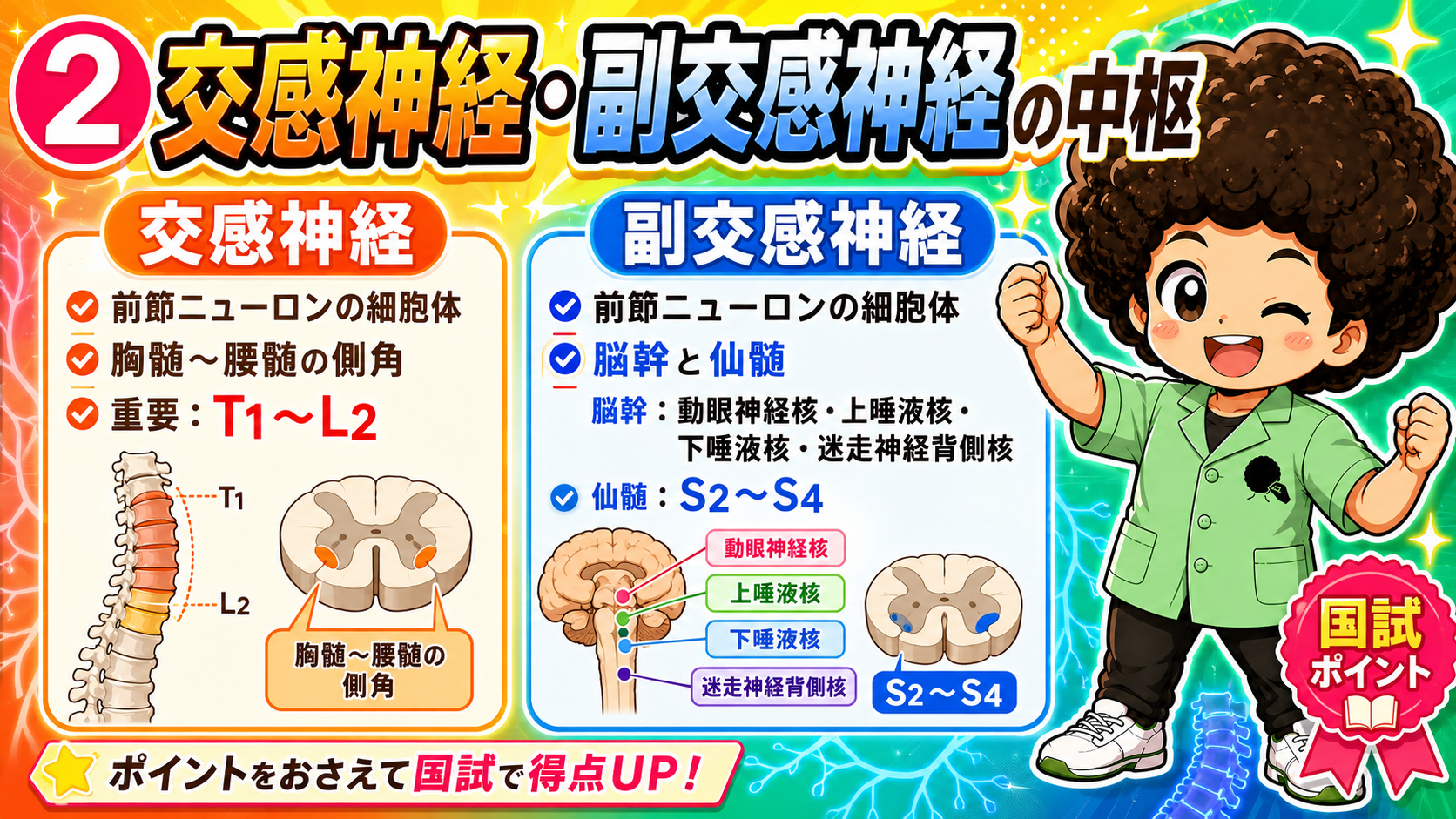 交感神経はT1〜L2の側角、副交感神経は脳幹の4つの核と仙髄S2〜S4
