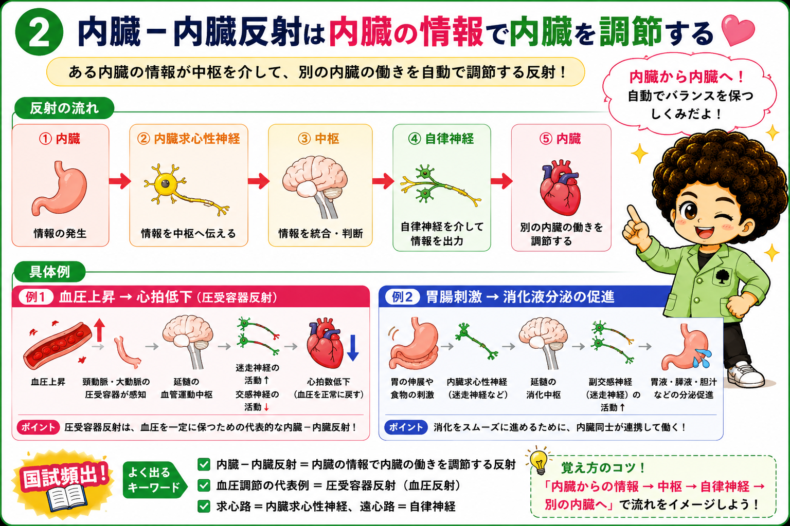 内臓-内臓反射の流れと圧受容器反射