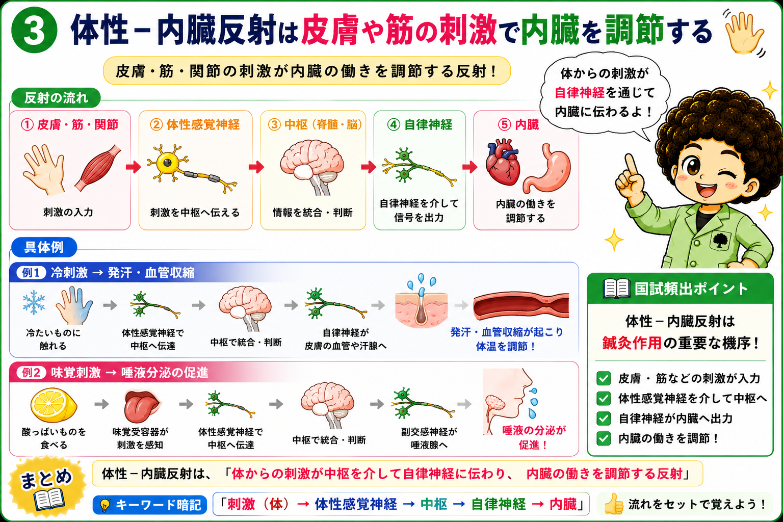体性-内臓反射の流れ（冷刺激・味覚刺激の例）