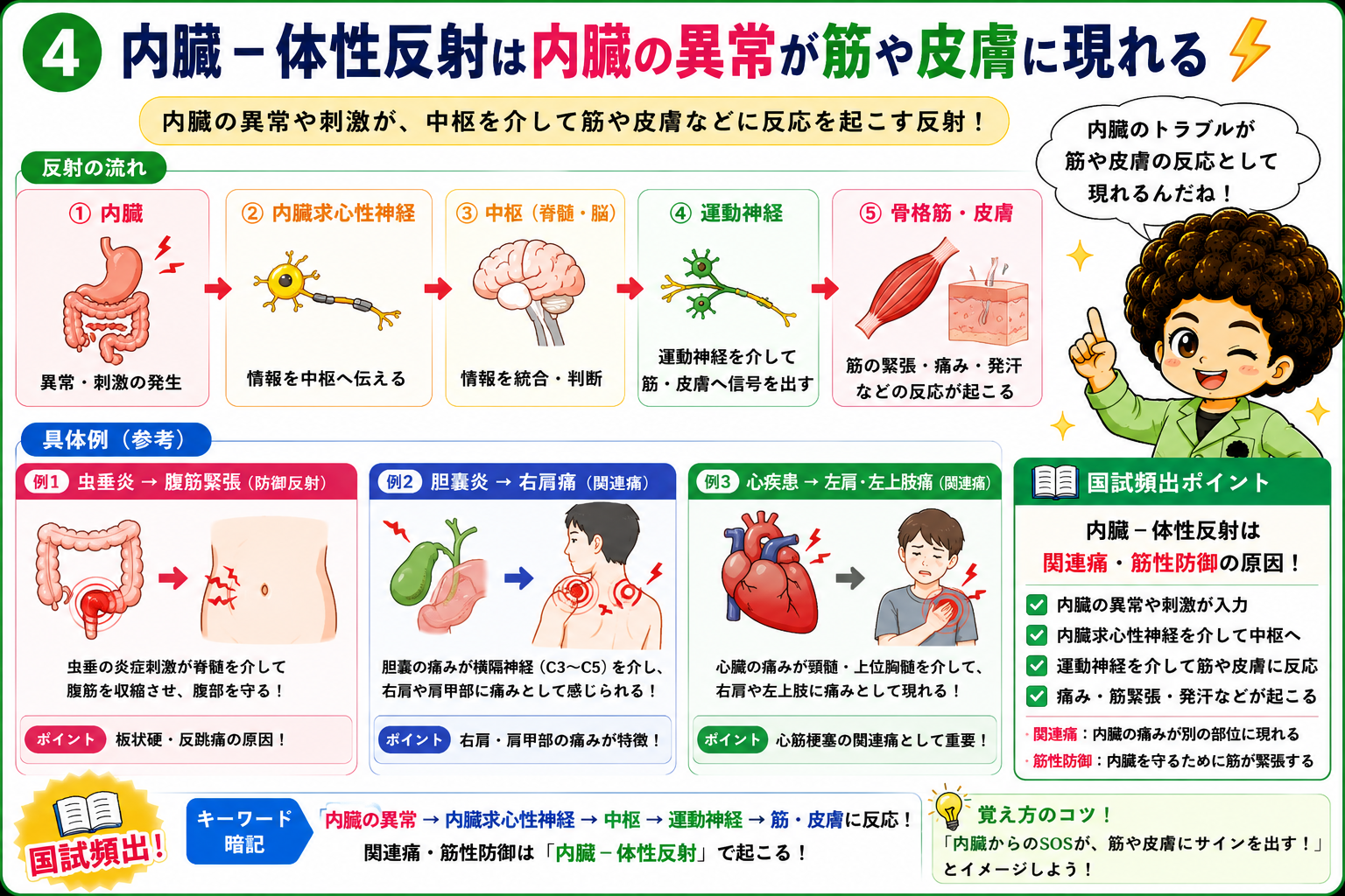 内臓-体性反射＝関連痛・筋性防御の原因