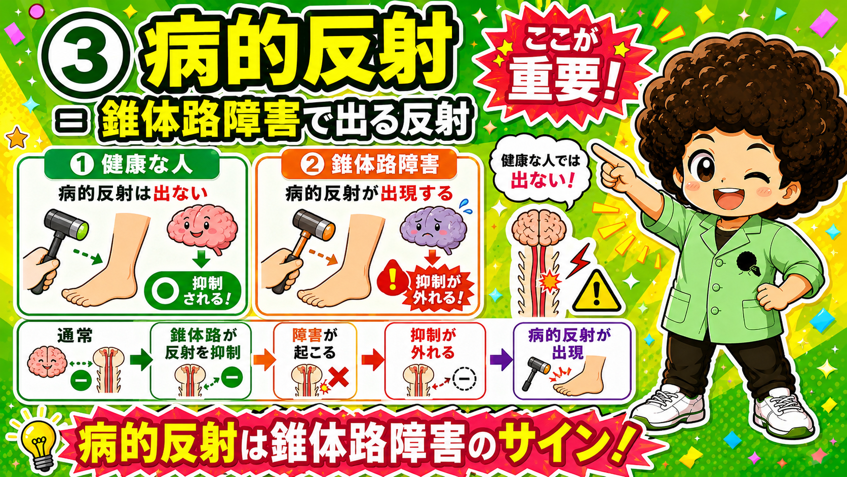 錐体路障害で抑制が外れ、病的反射が出現する仕組み