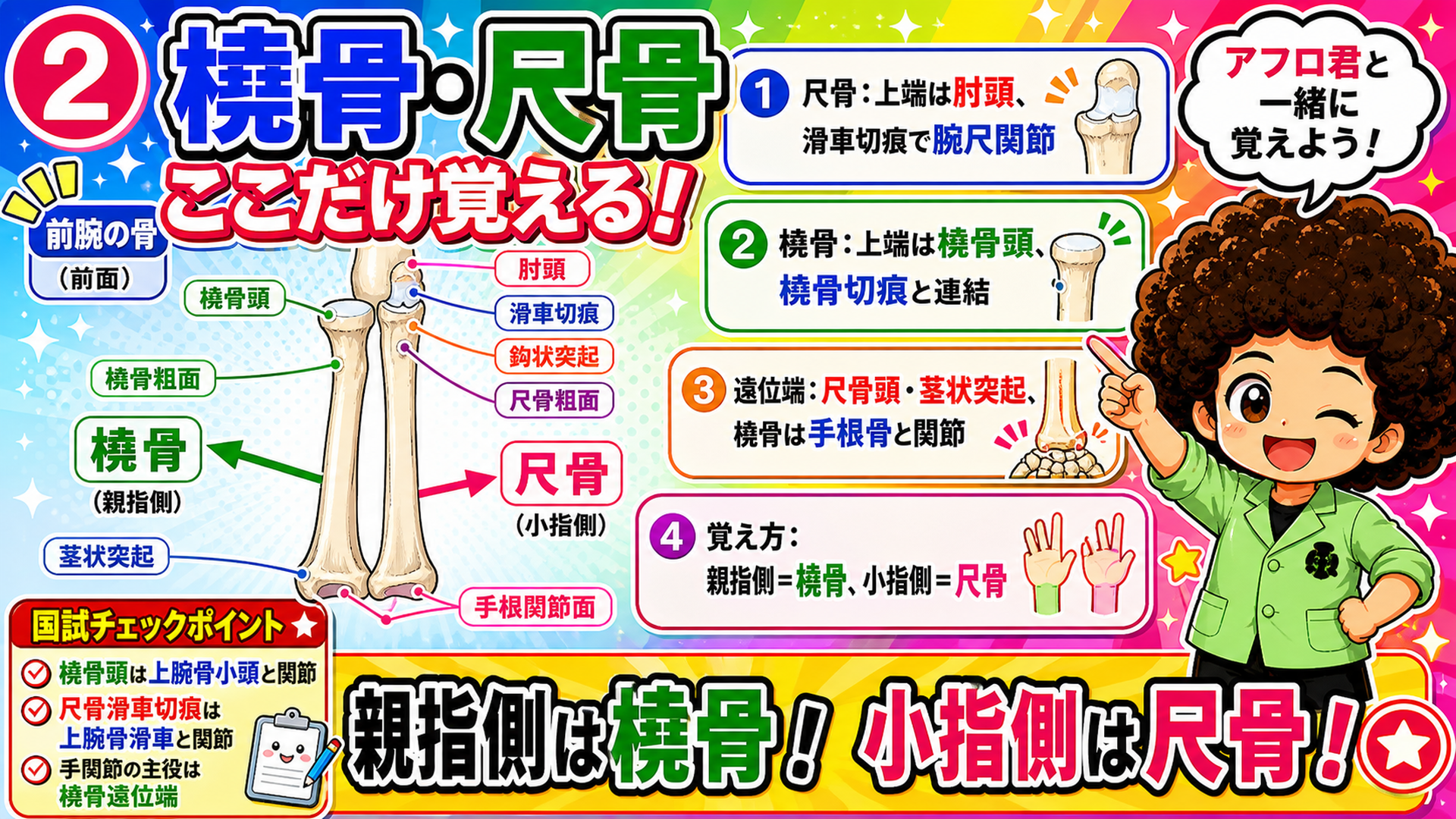 上腕骨は近位端(骨頭・大結節・小結節)・骨体(三角筋粗面・橈骨神経溝)・遠位端(小頭・滑車)の3パートで整理する