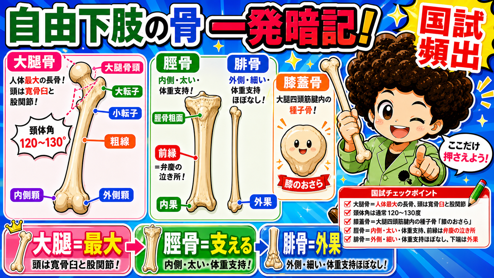 大腿骨は人体最大の長骨で頚体角120〜130°、脛骨は体重支持、腓骨は外果を作る細い骨、膝蓋骨は種子骨。