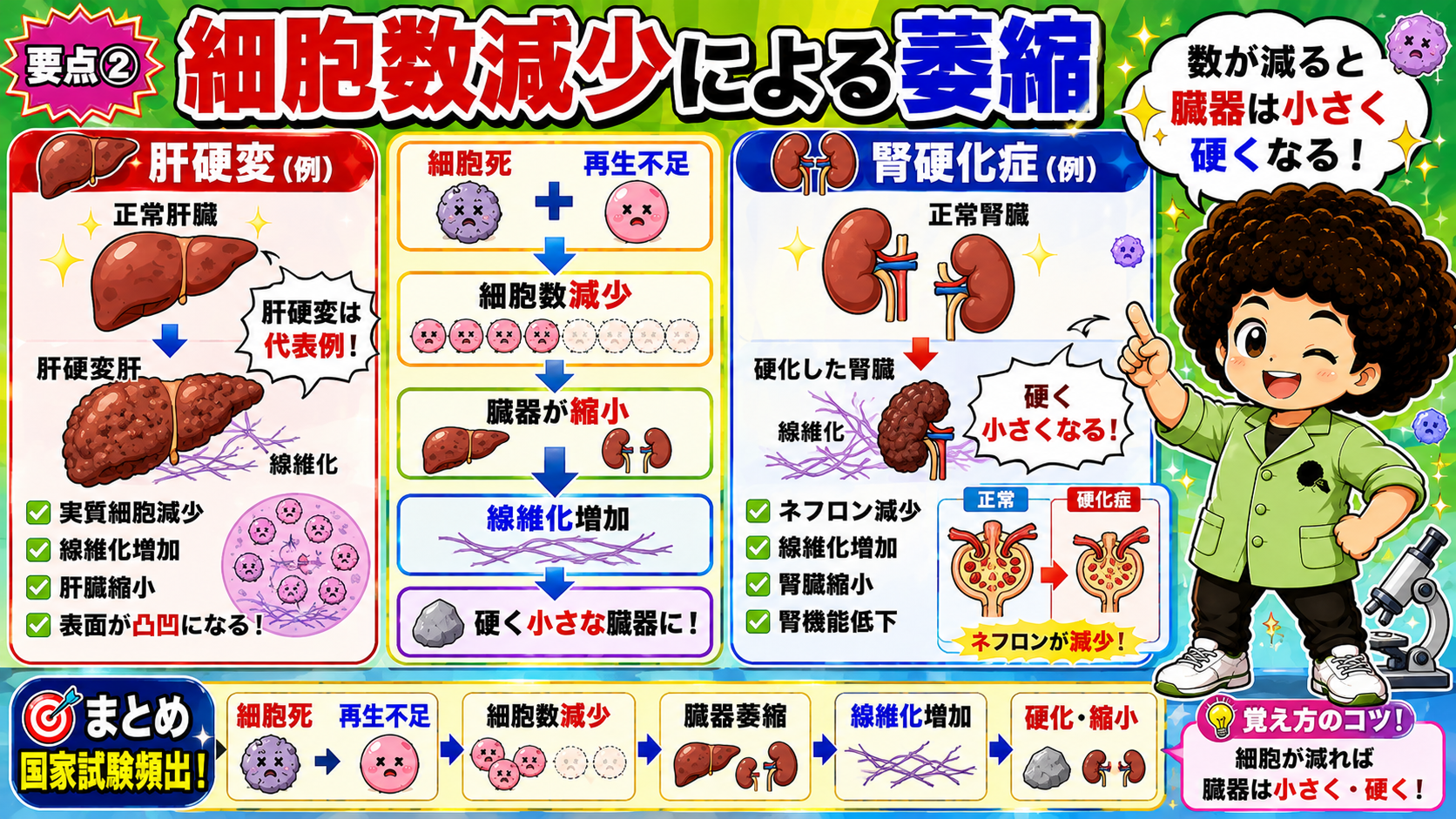 細胞死・再生不足→細胞数減少→臓器萎縮→線維化増加→硬化・縮小