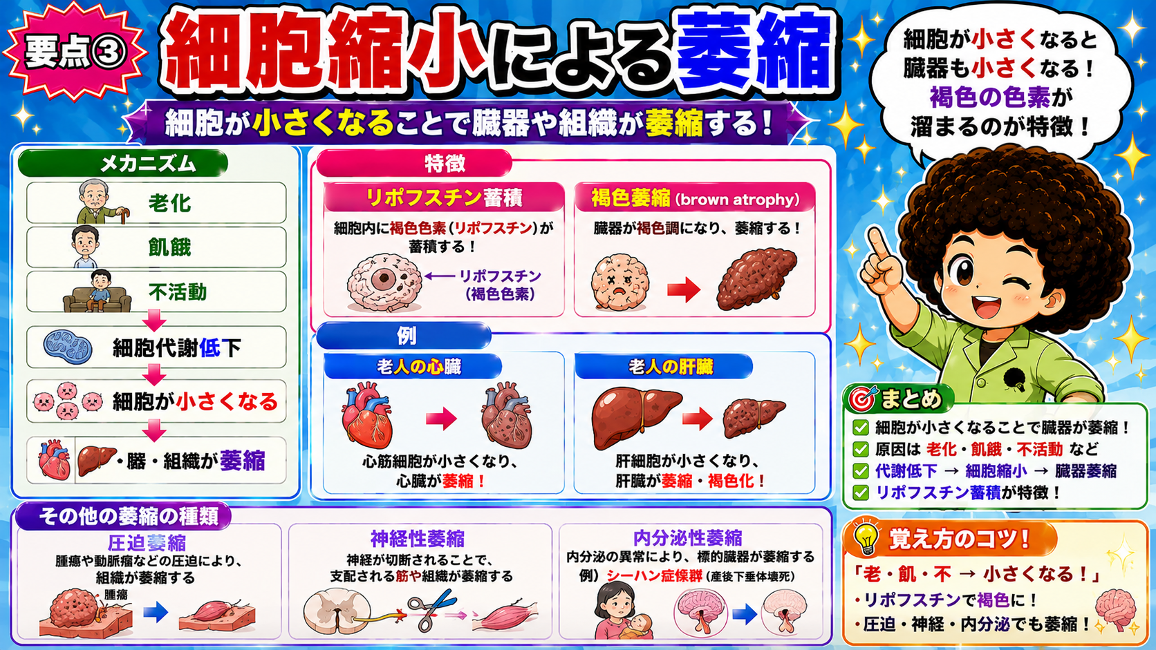老化・飢餓・不活動→細胞代謝低下→細胞縮小→臓器萎縮。リポフスチン蓄積が特徴
