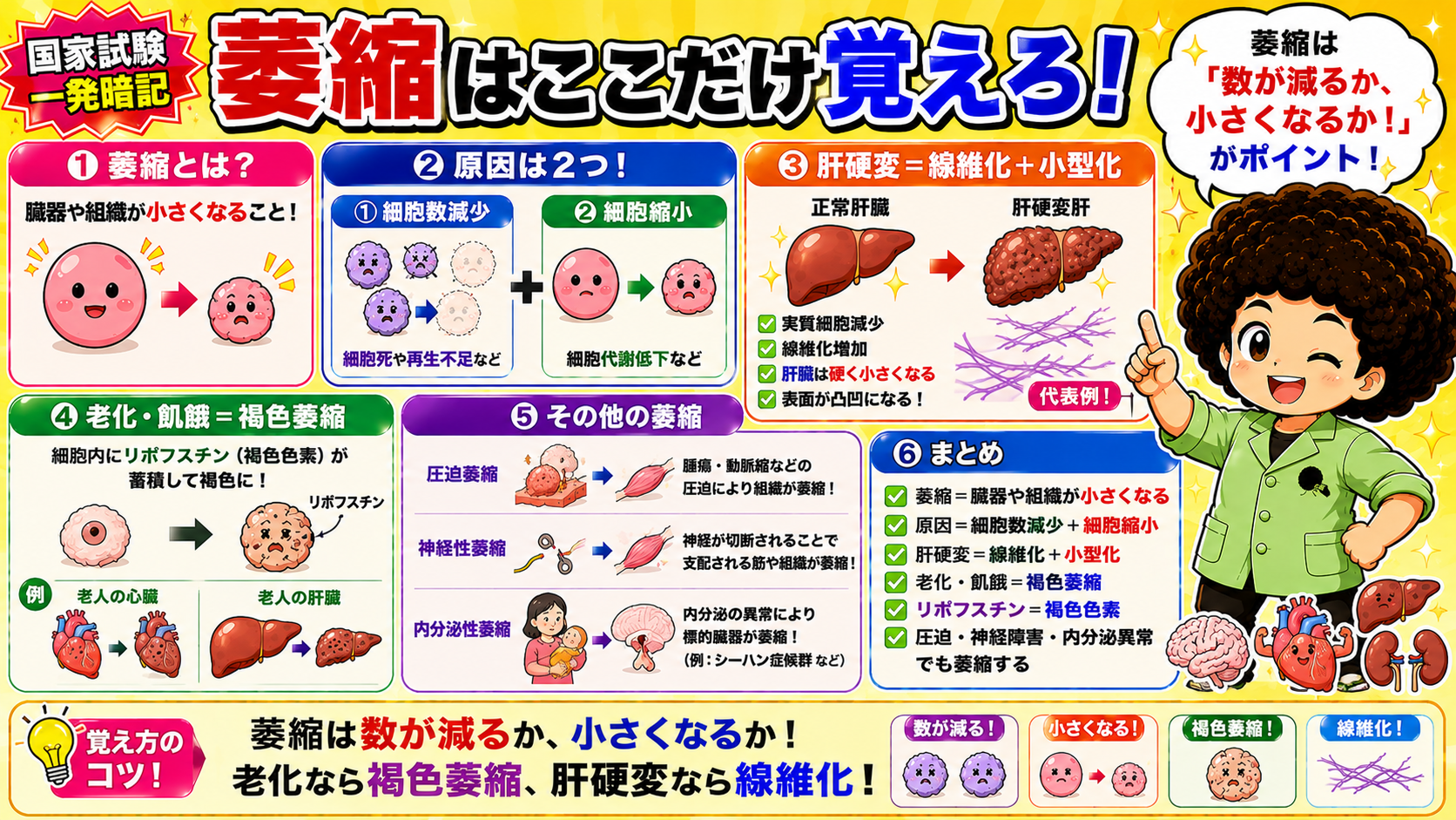 萎縮の総まとめ。定義・原因2つ・肝硬変・褐色萎縮・その他の萎縮