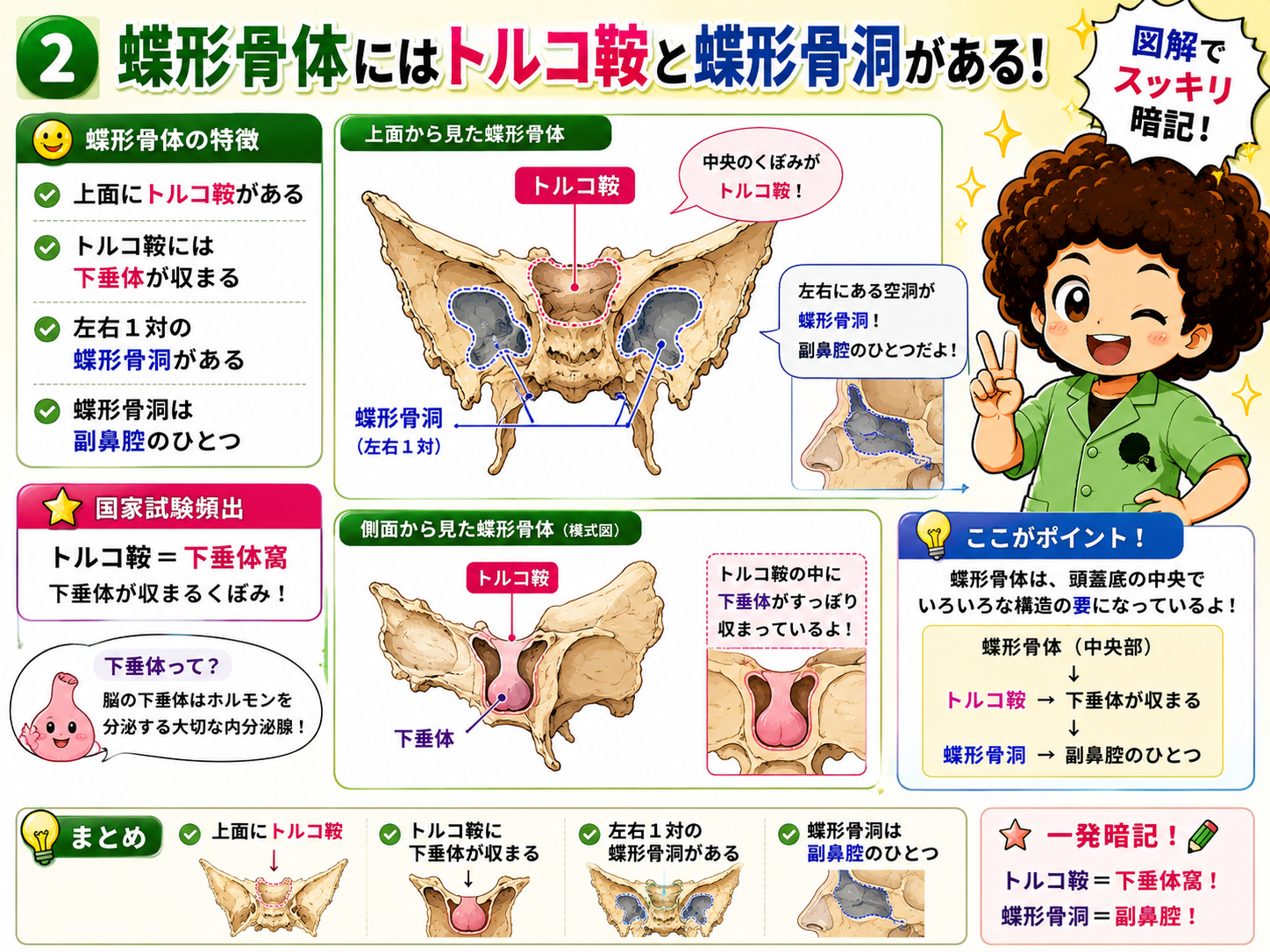 蝶形骨体にはトルコ鞍と蝶形骨洞がある
