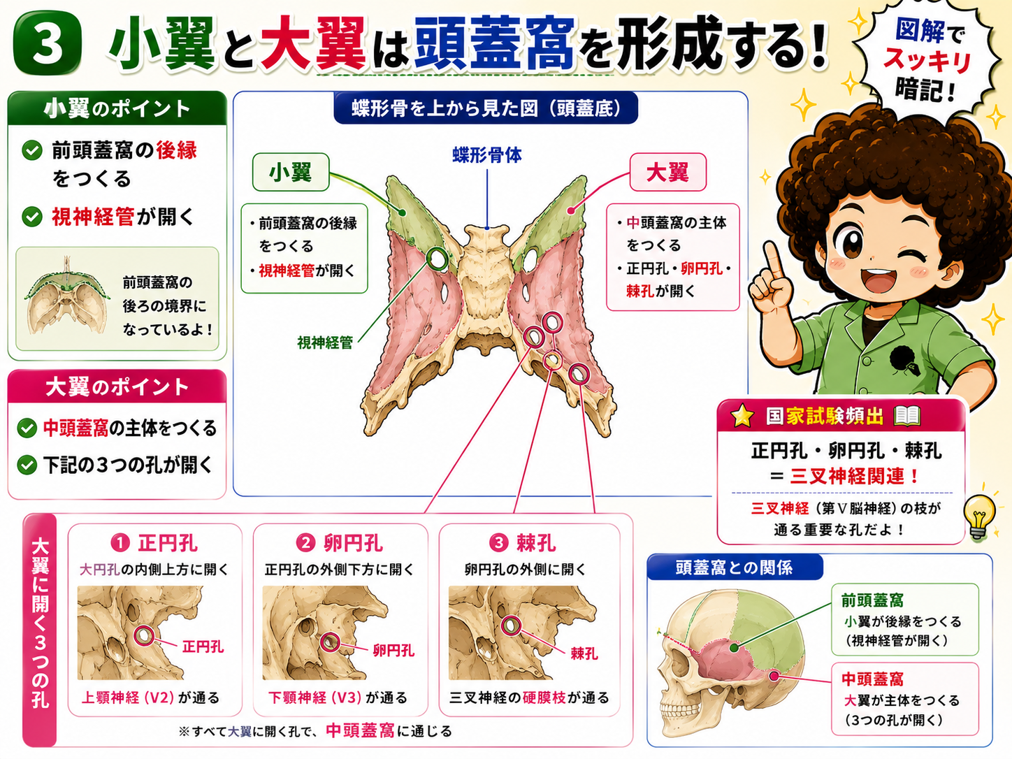 小翼と大翼は頭蓋窩を形成し、正円孔・卵円孔・棘孔が開く