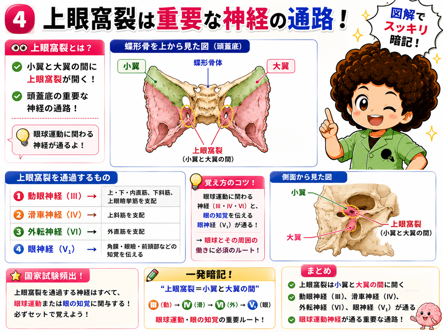 上眼窩裂は小翼と大翼の間に開き、重要な神経の通路となる