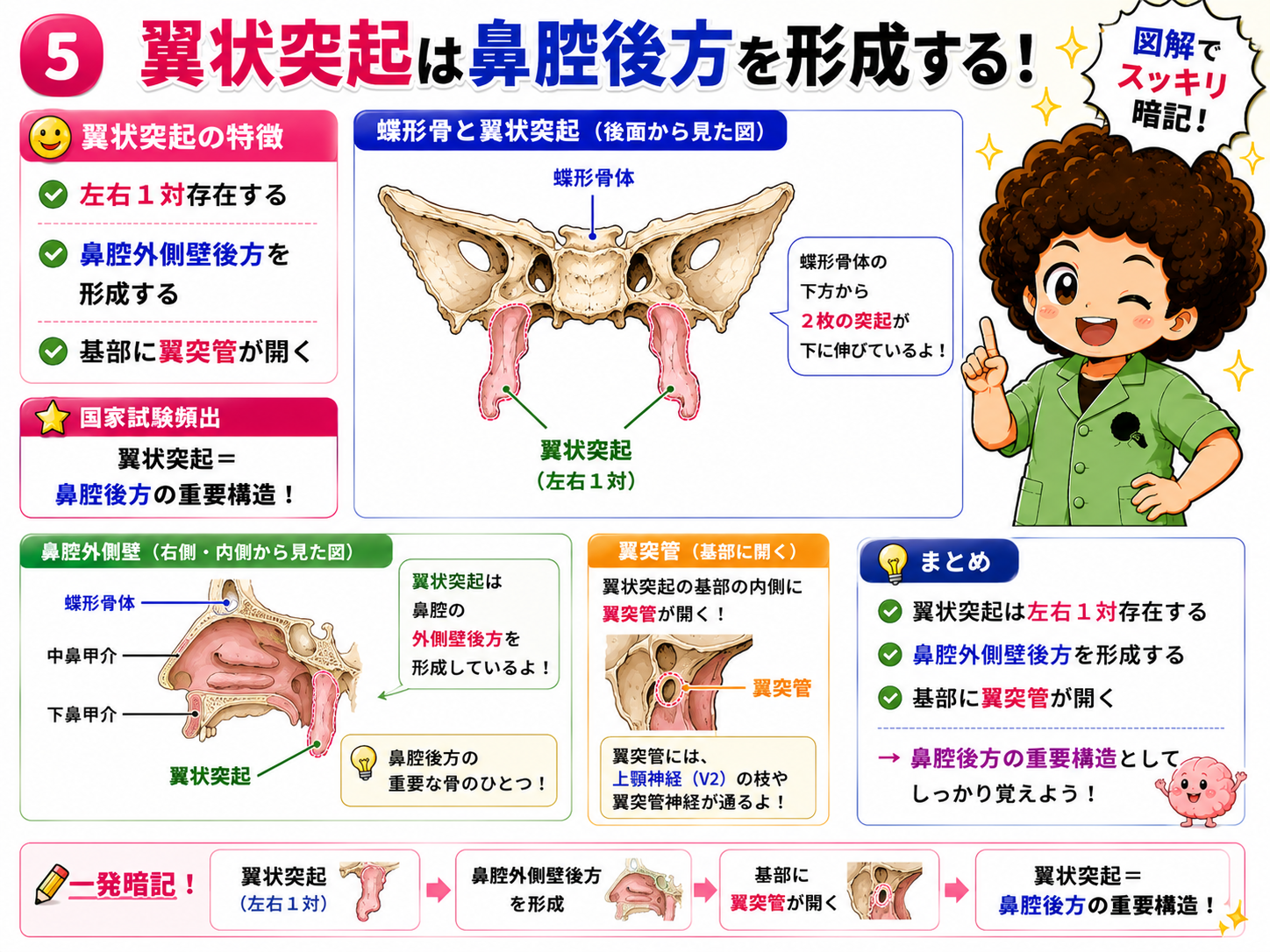 翼状突起は鼻腔後方を形成する（基部に翼突管が開く）