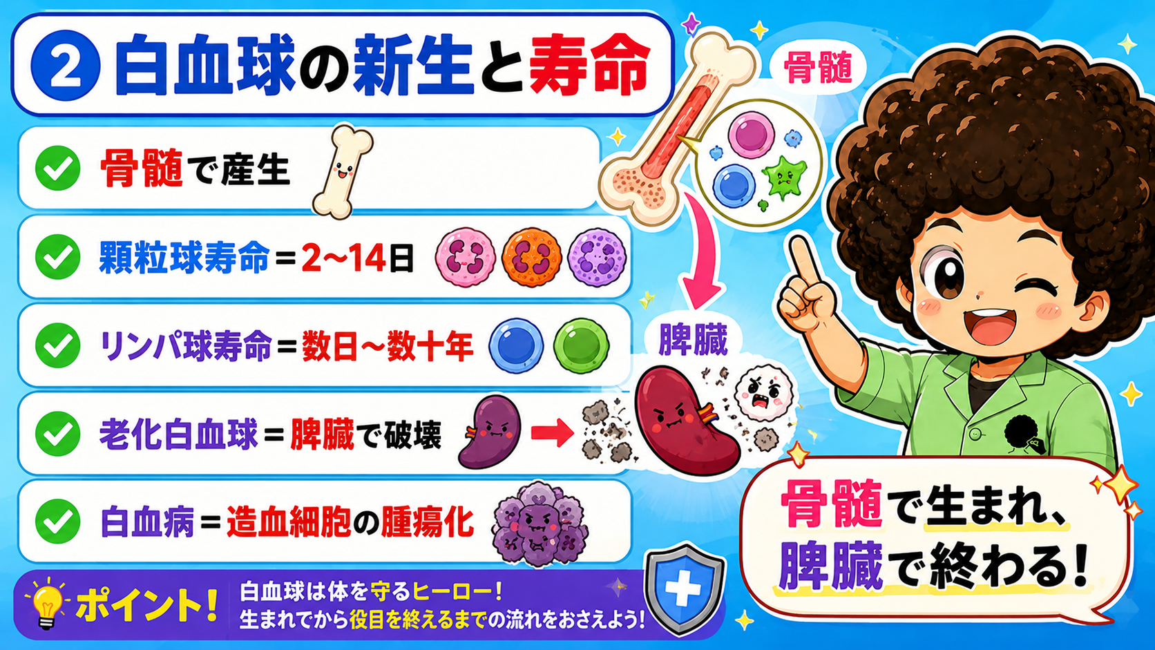 白血球の新生と寿命：骨髄で産生、顆粒球2〜14日・リンパ球は数日〜数十年