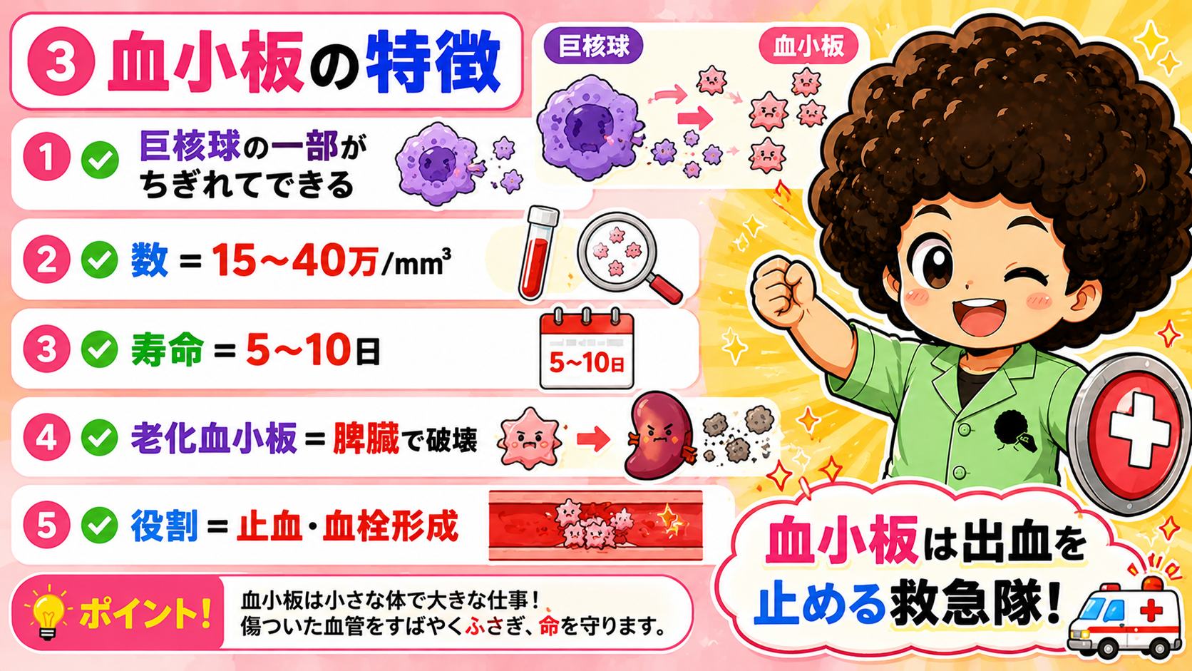 血小板の特徴：15〜40万/mm³、寿命5〜10日、止血・血栓形成