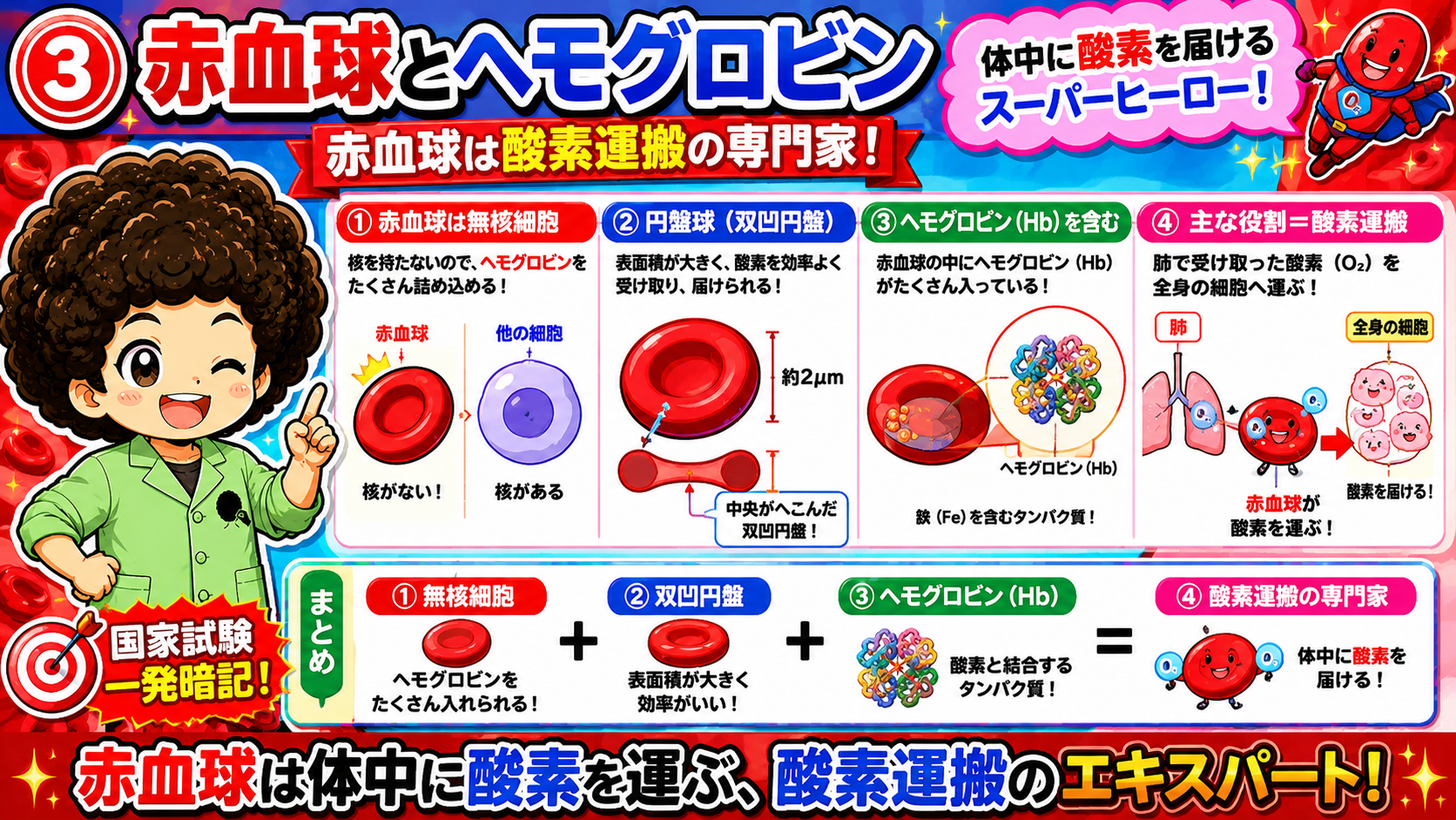 赤血球は無核・双凹円盤でヘモグロビンを含む