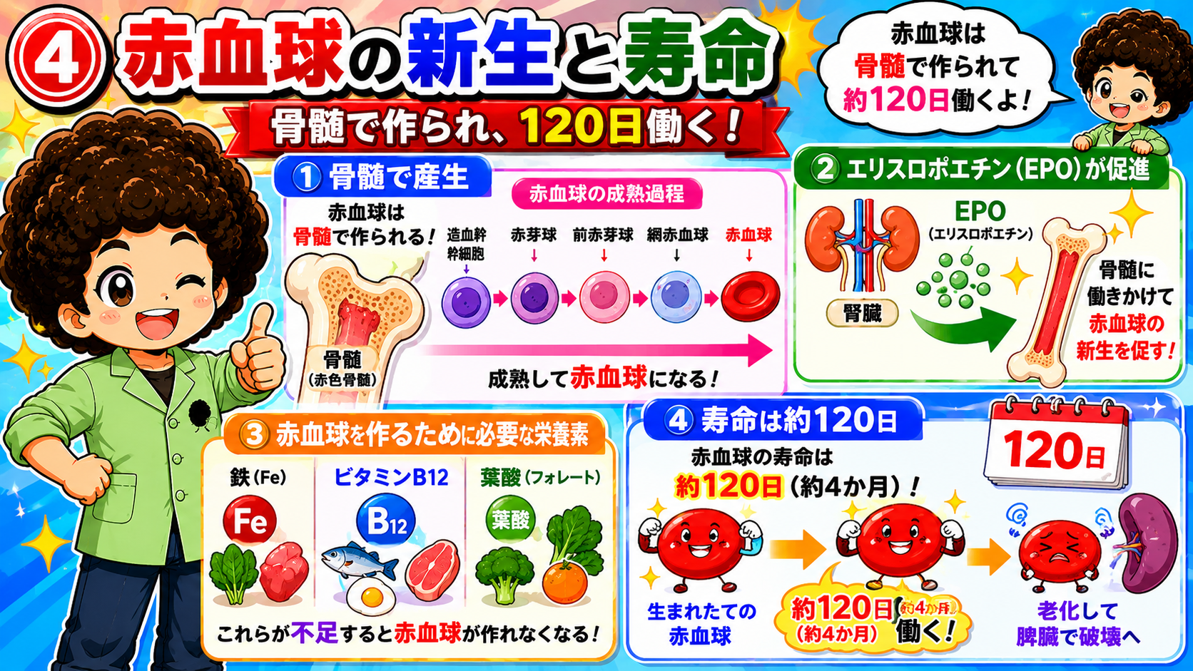 骨髄で産生・EPOが促進・寿命は約120日