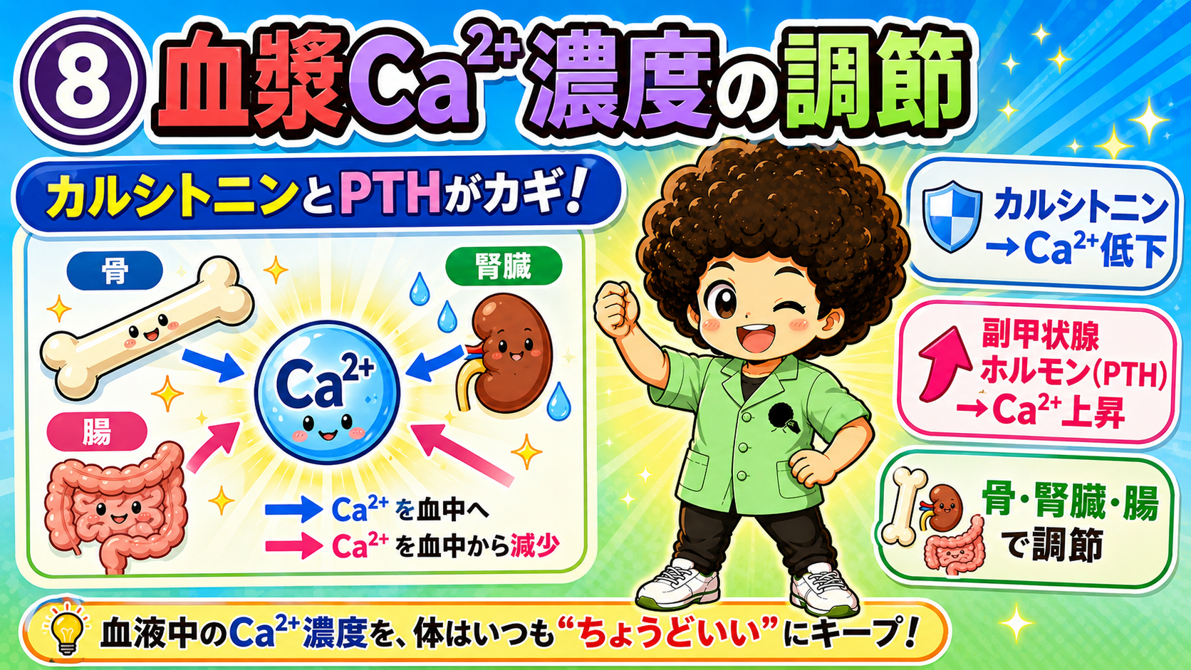 血漿Ca2+はカルシトニン（低下）とPTH（上昇）で調節される