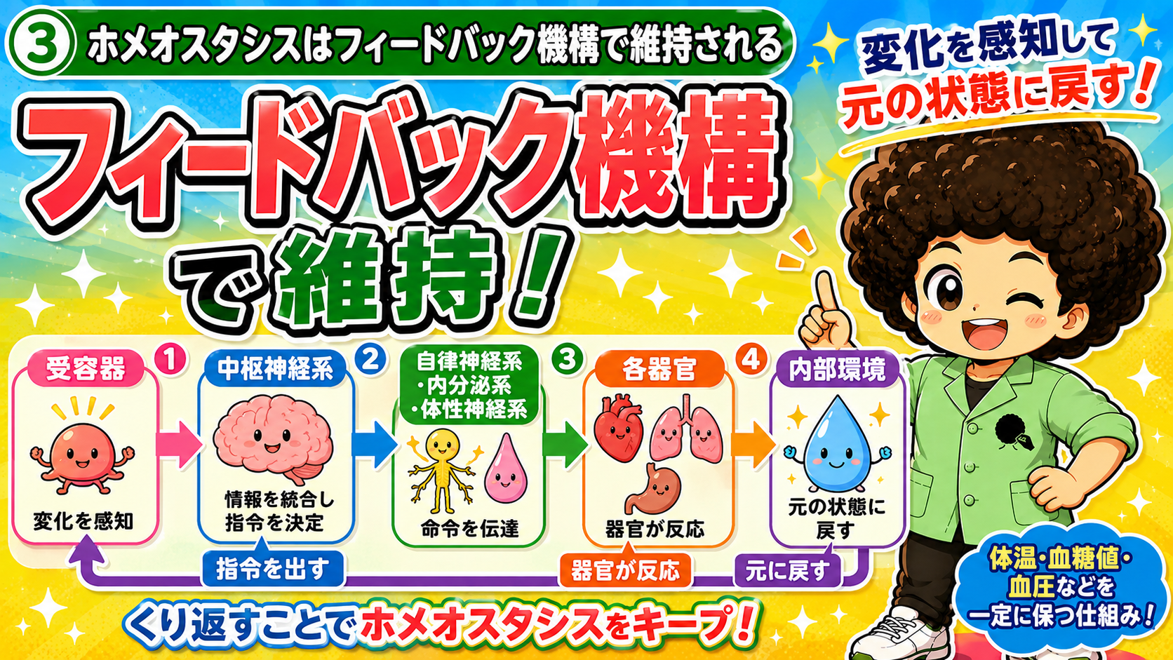 受容器→中枢神経系→自律神経・内分泌→各器官→内部環境が元に戻る