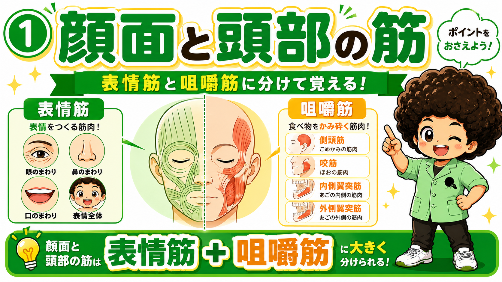 表情筋・咀嚼筋｜表情筋・咀嚼筋 1