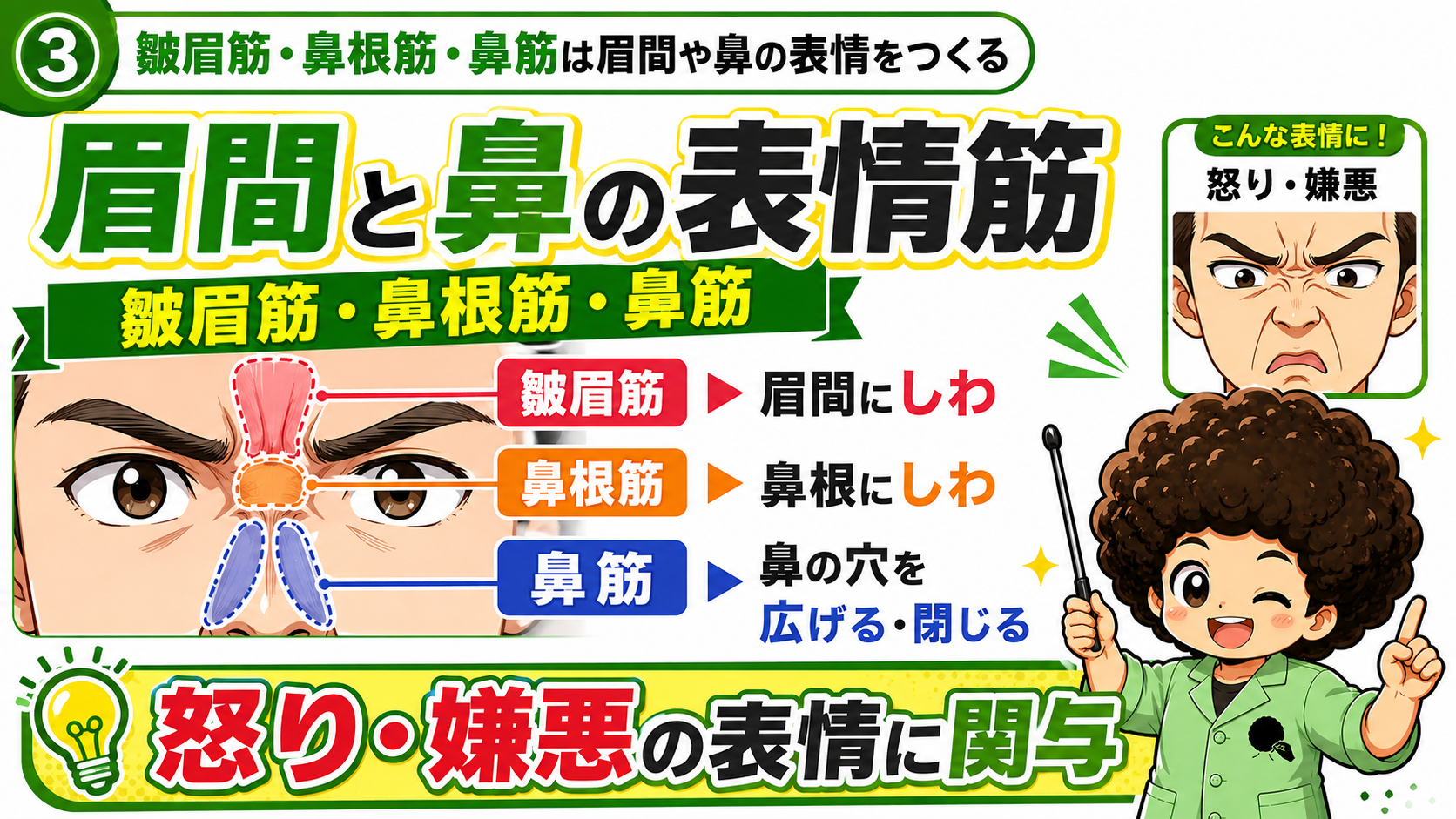 皺眉筋・鼻根筋・鼻筋は眉間と鼻の表情をつくる