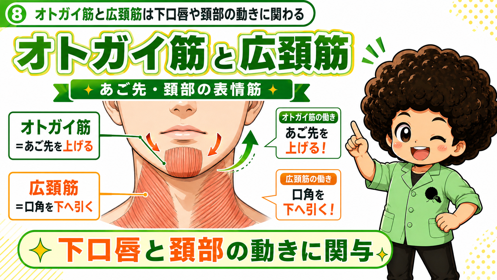 オトガイ筋と広頸筋は下口唇や頸部の動きに関わる