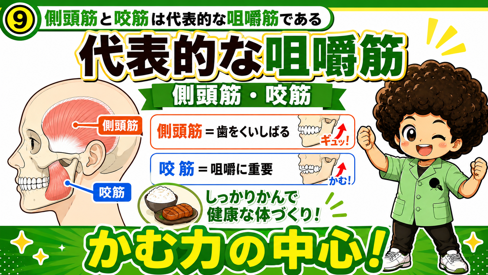 側頭筋と咬筋は代表的な咀嚼筋。かむ力の中心
