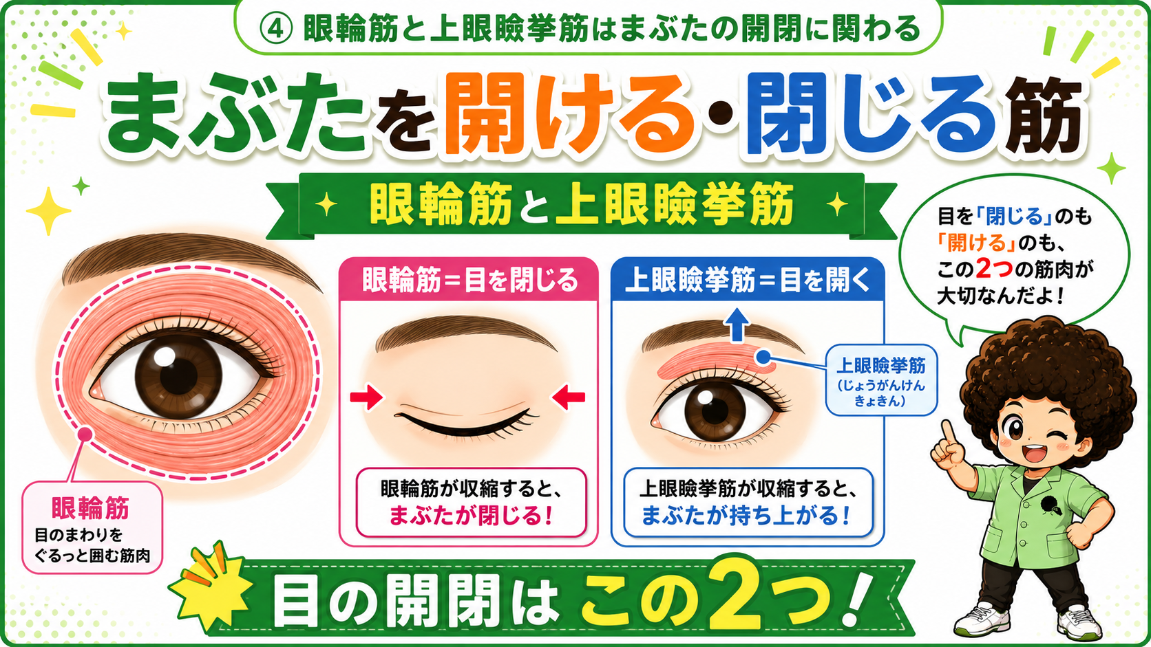 眼輪筋＝目を閉じる／上眼瞼挙筋＝目を開く