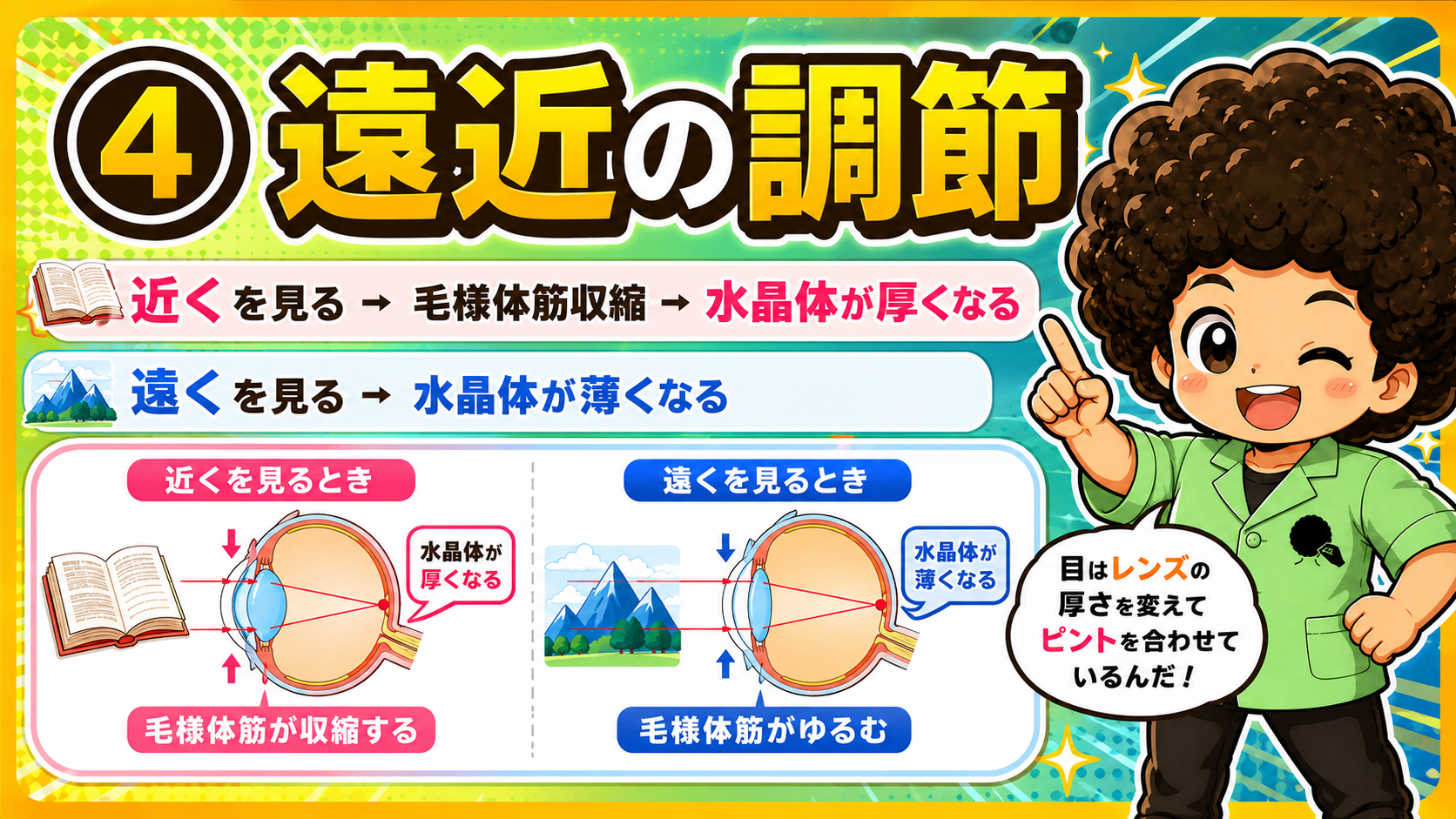 近くを見る＝毛様体筋収縮→水晶体が厚くなる