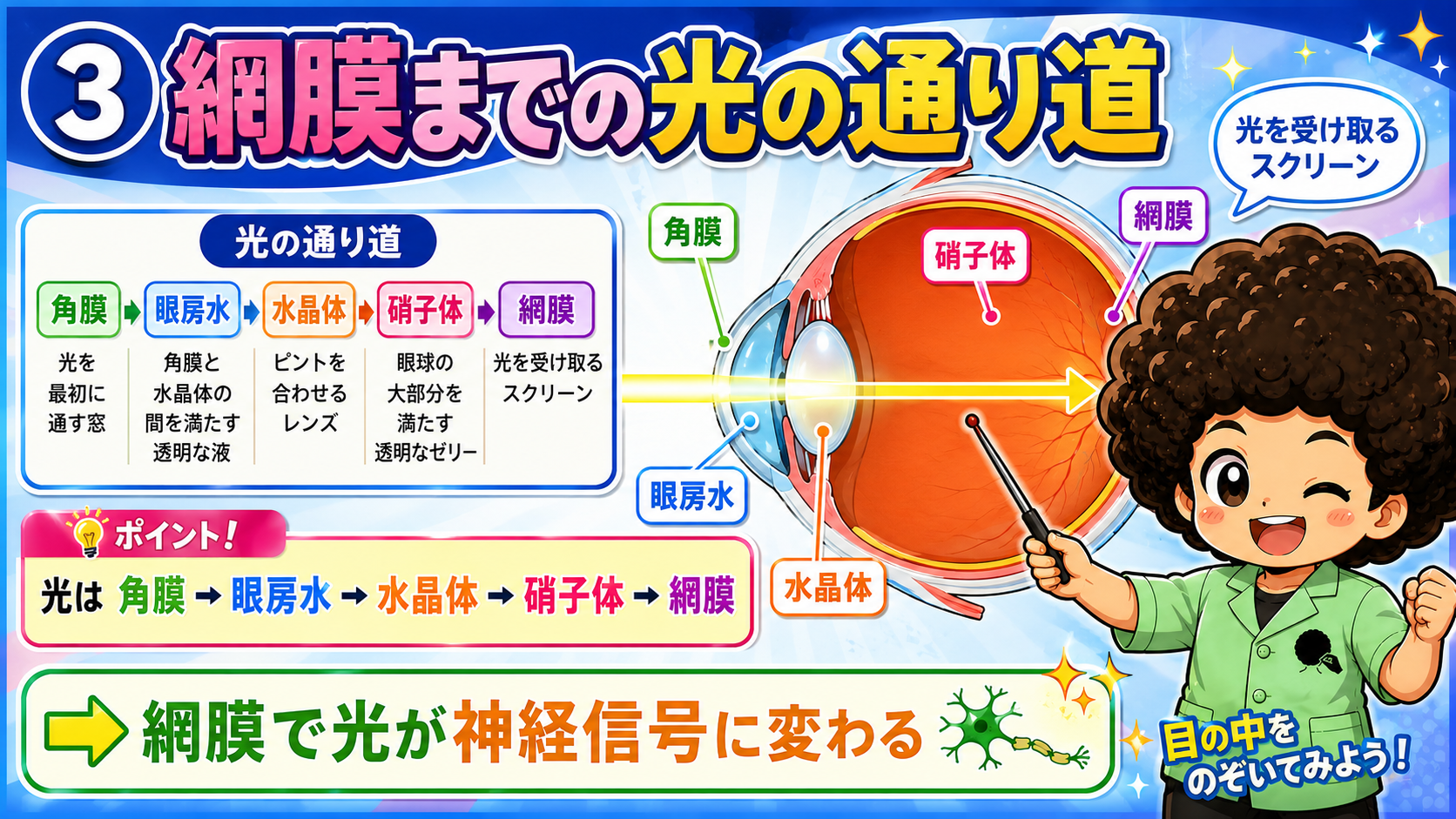 光の通り道：角膜→眼房水→水晶体→硝子体→網膜