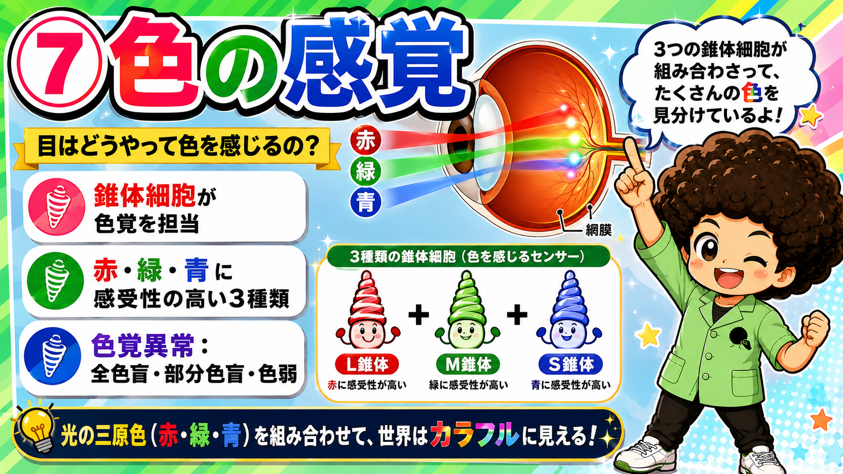 3種類の錐体細胞（L・M・S）が組み合わさって色を見分ける