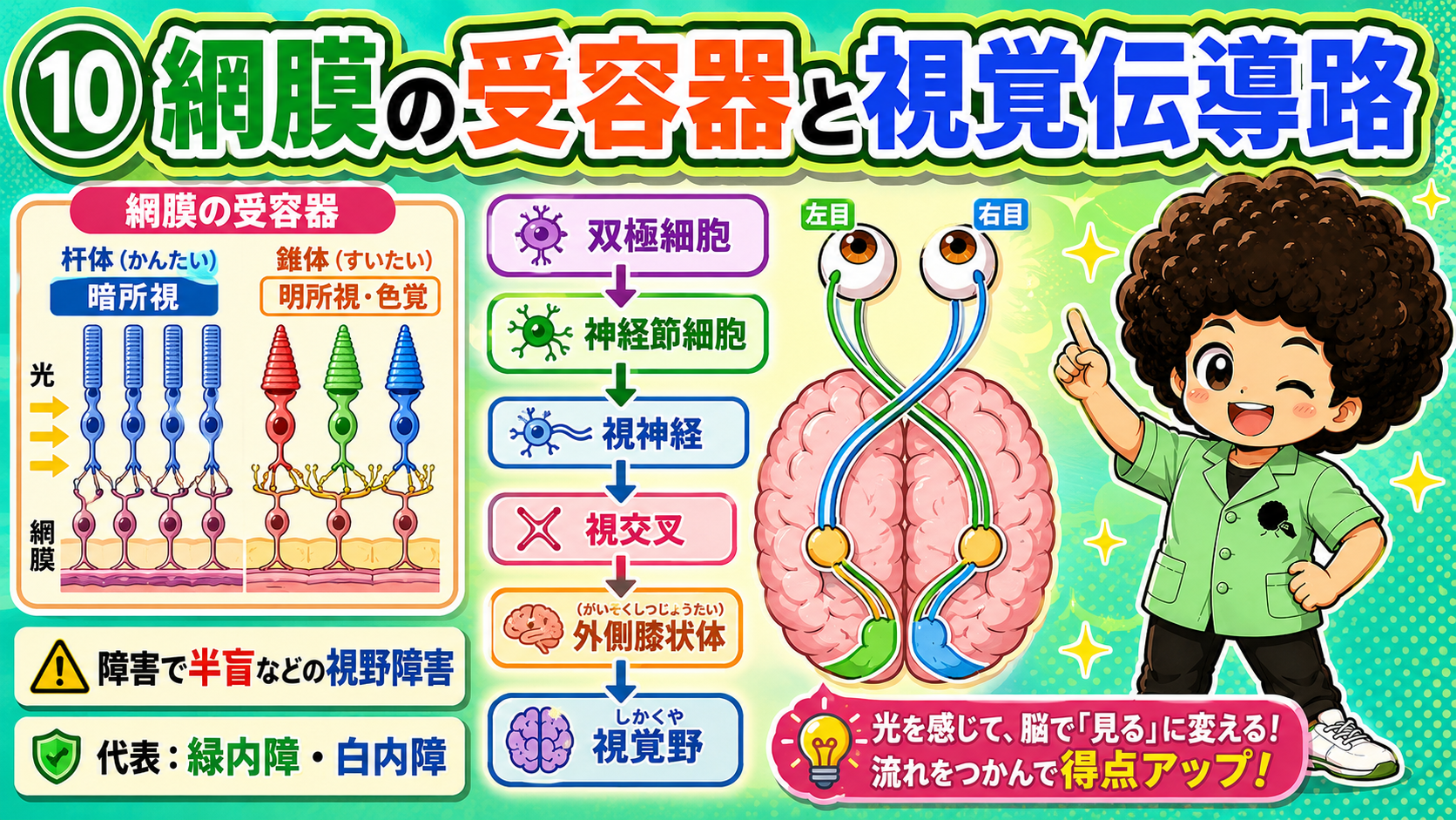 杆体＝暗所視、錐体＝明所視・色覚。視覚伝導路の流れ