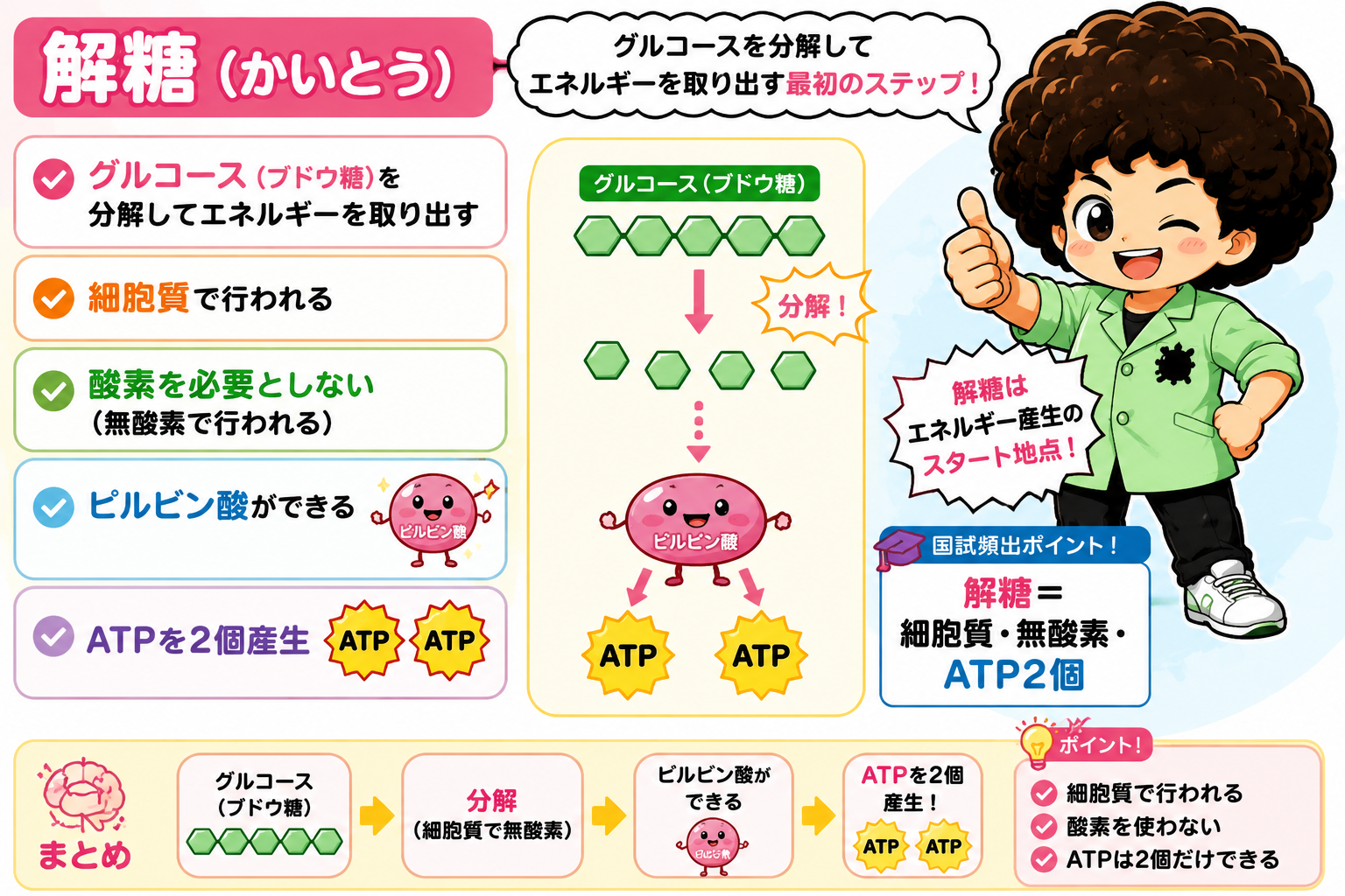 解糖と内呼吸｜解糖と内呼吸 1