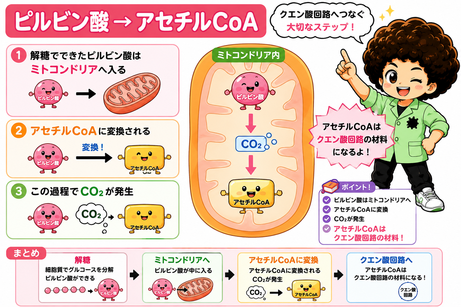 ピルビン酸はミトコンドリアへ入りCO2を出しながらアセチルCoAへ変換される