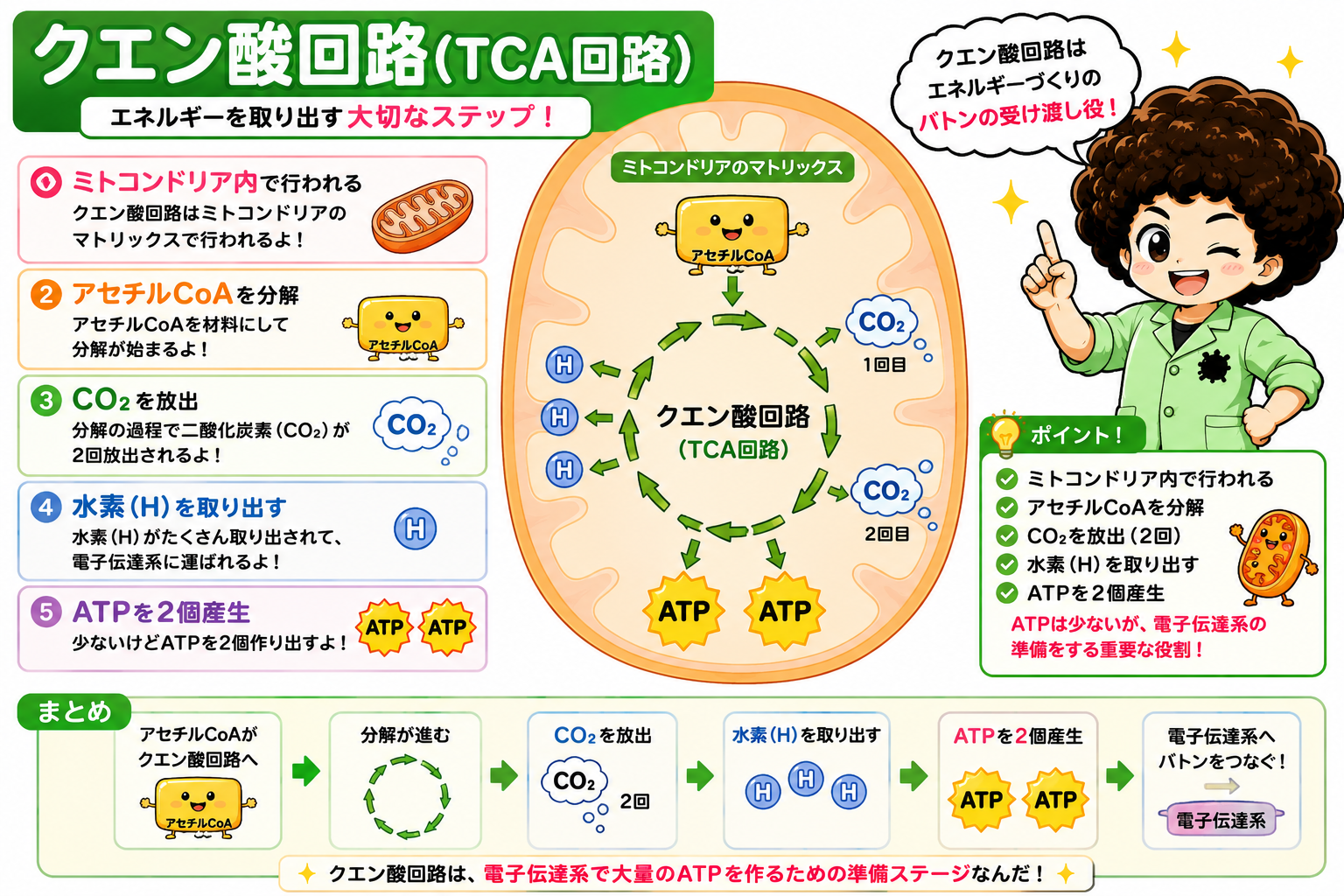クエン酸回路：マトリックスでCO2を2回放出し、水素を取り出しATP2個を産生
